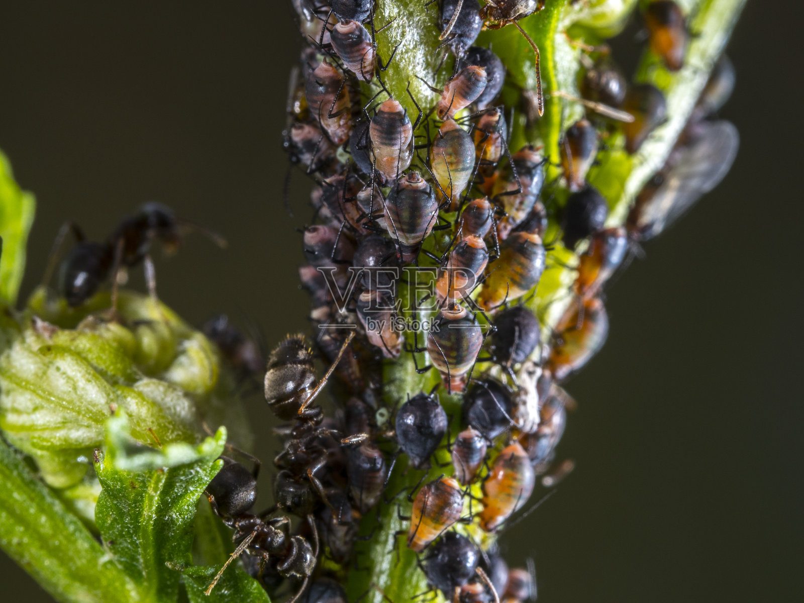 蚂蚁和蚜虫生活在茎上照片摄影图片