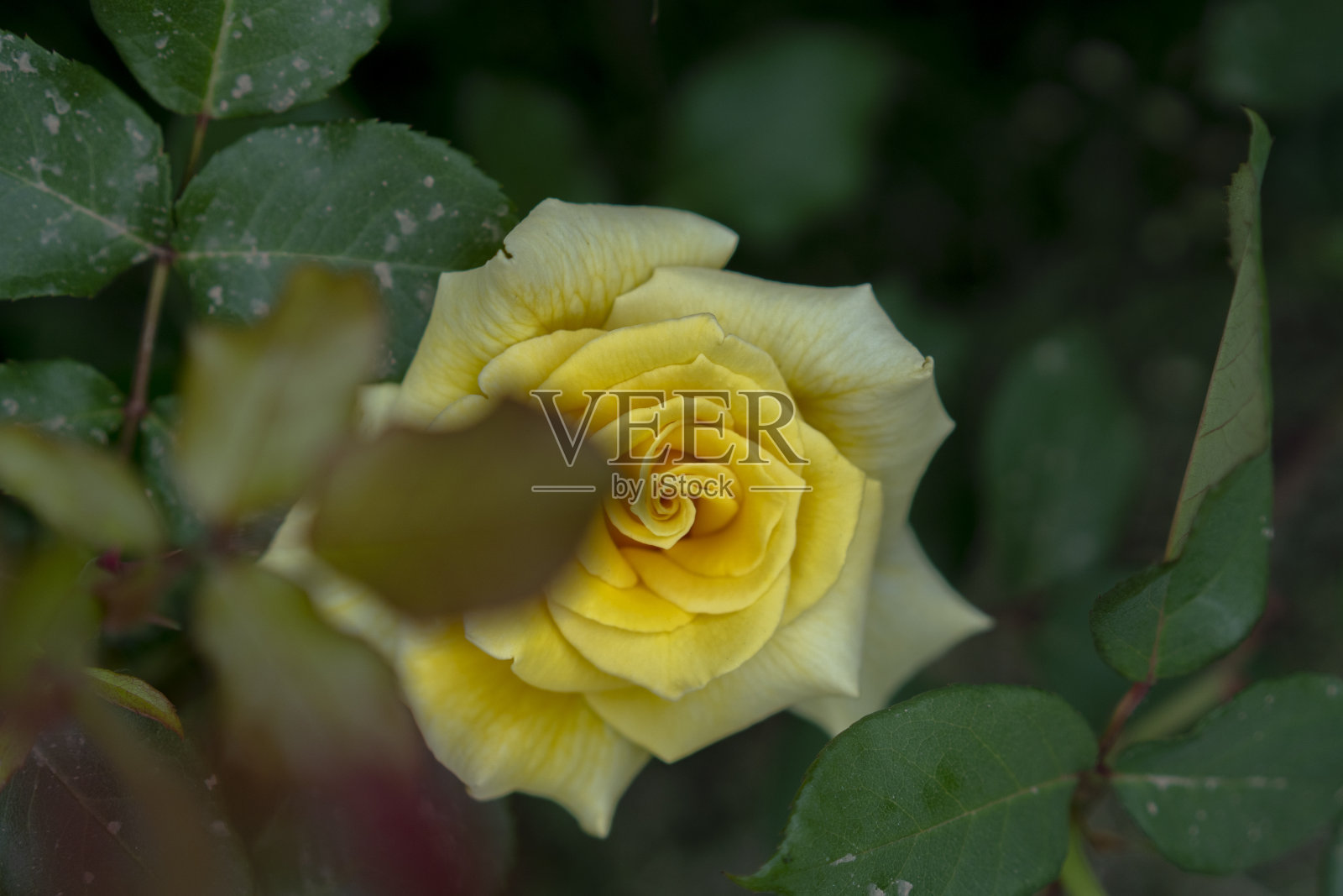 美丽的野玫瑰照片摄影图片