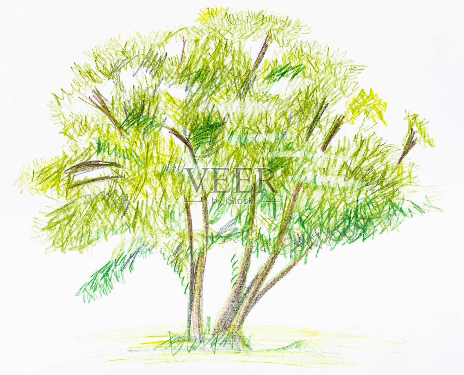夏天的绿灌木素描插画图片素材
