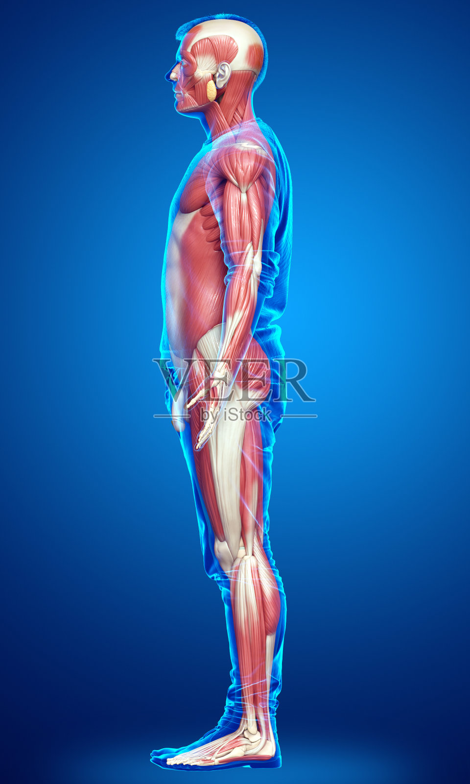 3d渲染医学上准确的男性肌肉系统的插图照片摄影图片