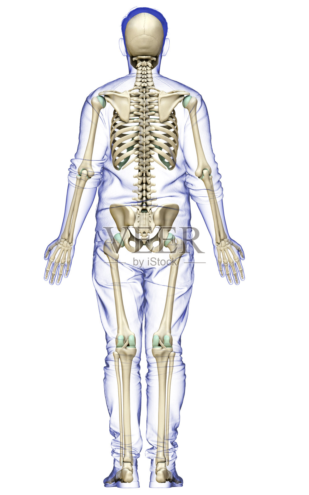 3d渲染，医学上准确的男性骨骼系统的插图照片摄影图片