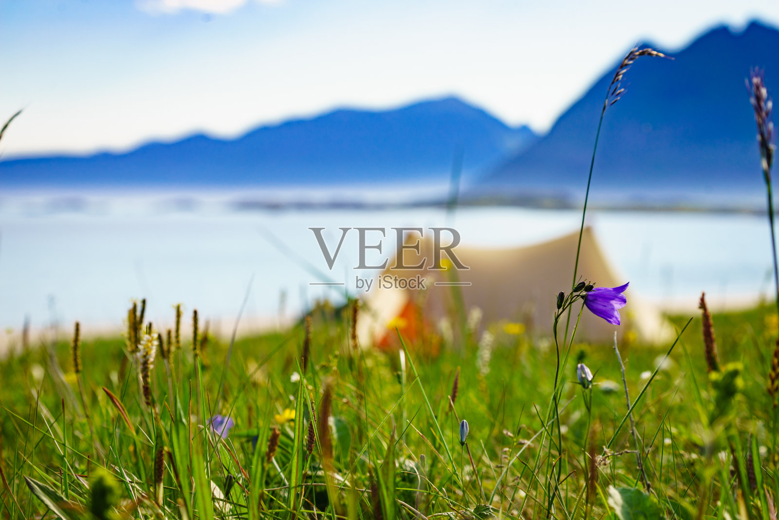 挪威罗浮敦海滩上的鲜花和帐篷照片摄影图片