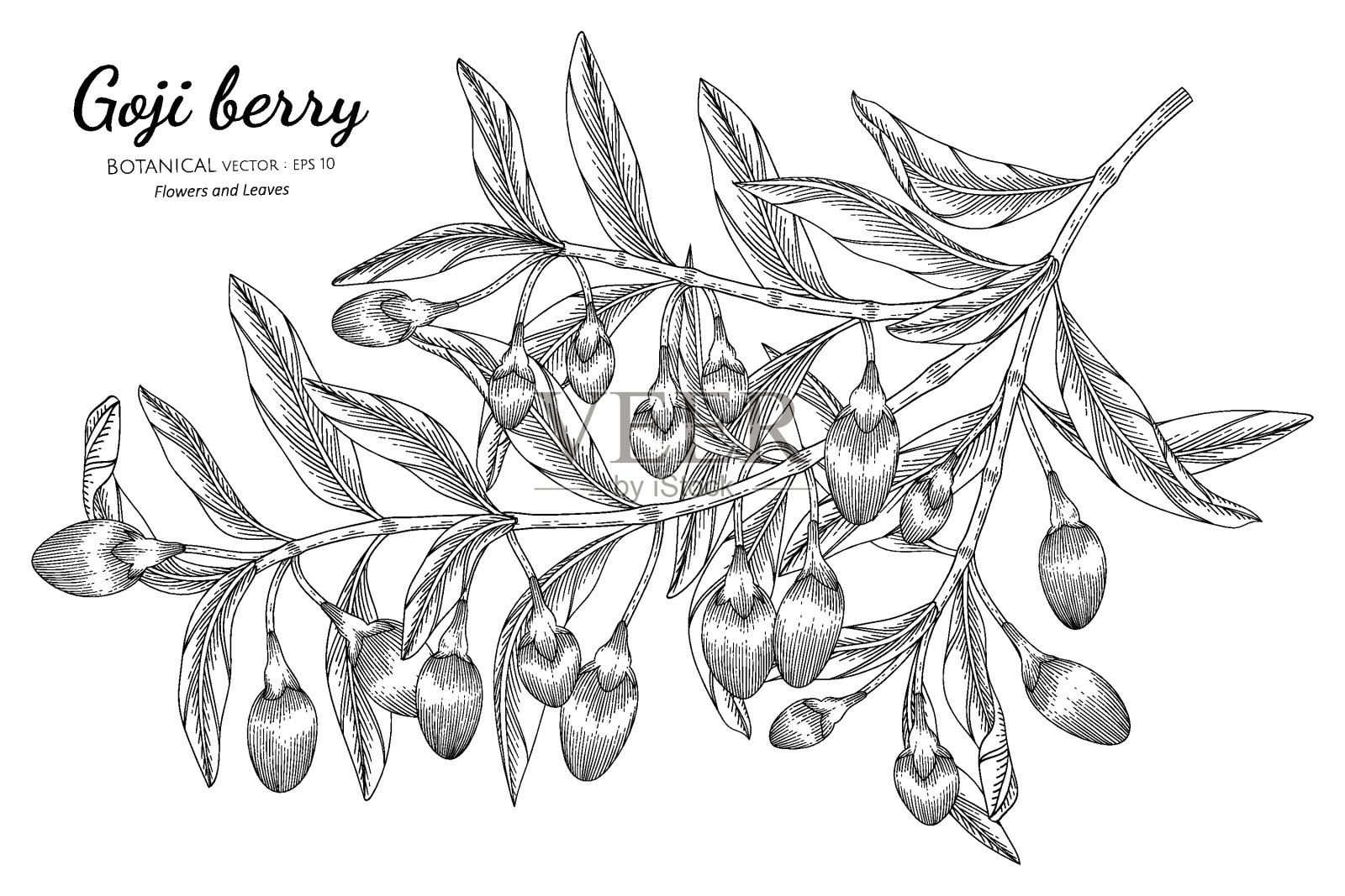 白底线画枸杞果手绘植物插画。插画图片素材