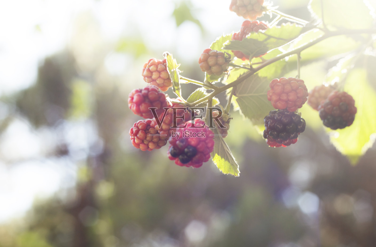 黑莓水果照片摄影图片