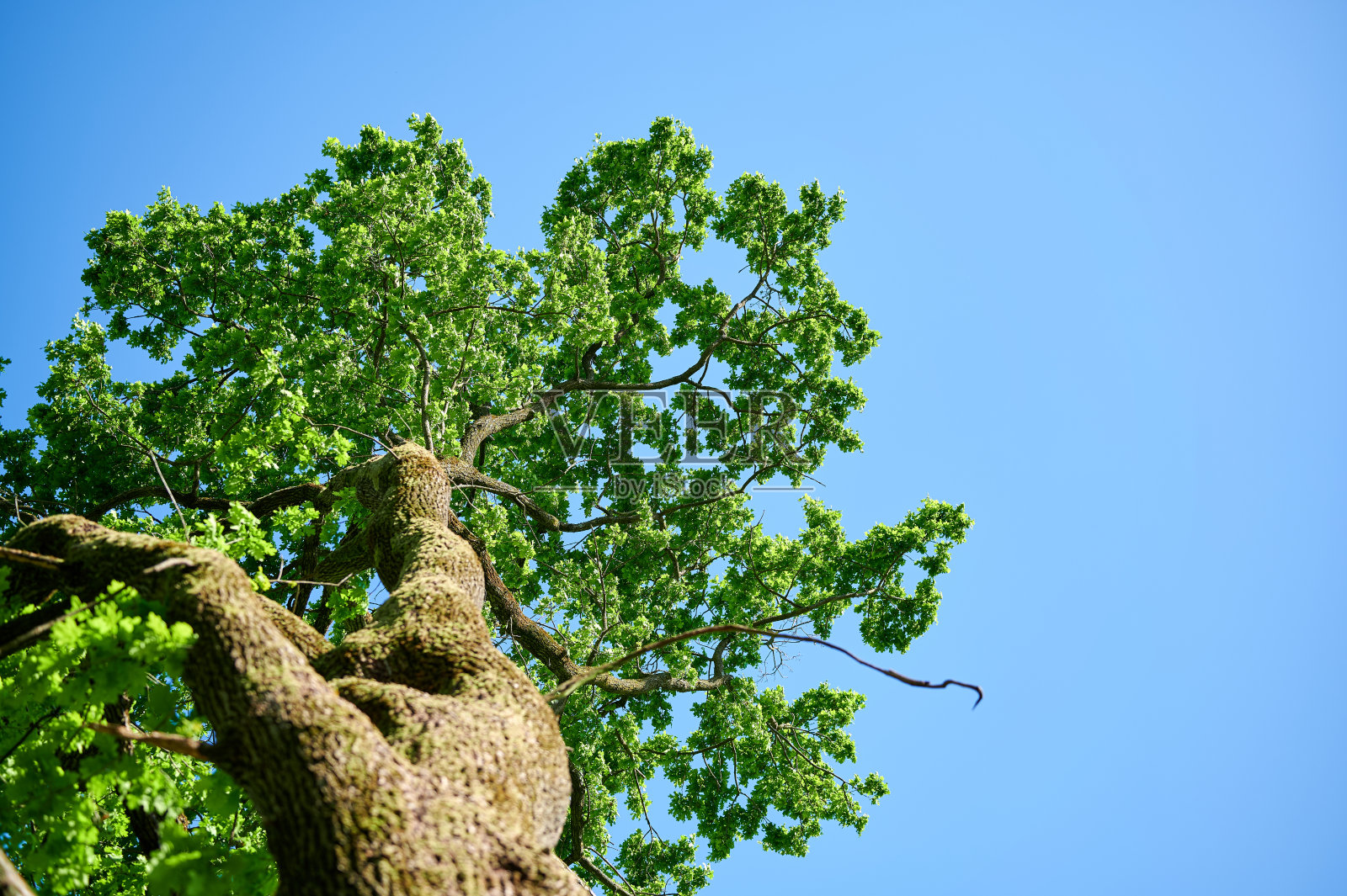 一棵有着绿叶和蓝天背景的橡树。从下来。夏天的背景。照片摄影图片