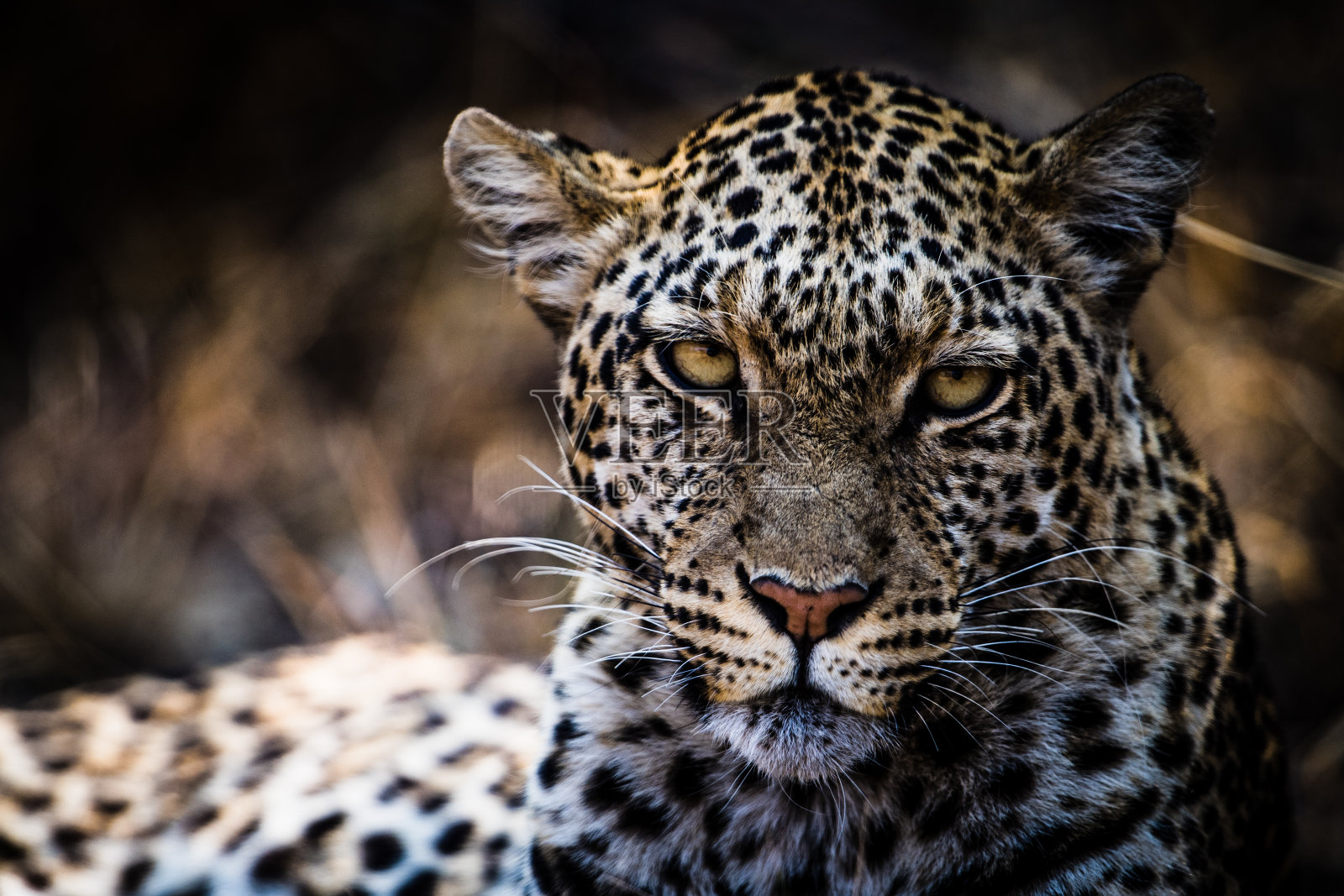 波斯瓦纳丘比丛林中一只雄性豹的肖像照片摄影图片