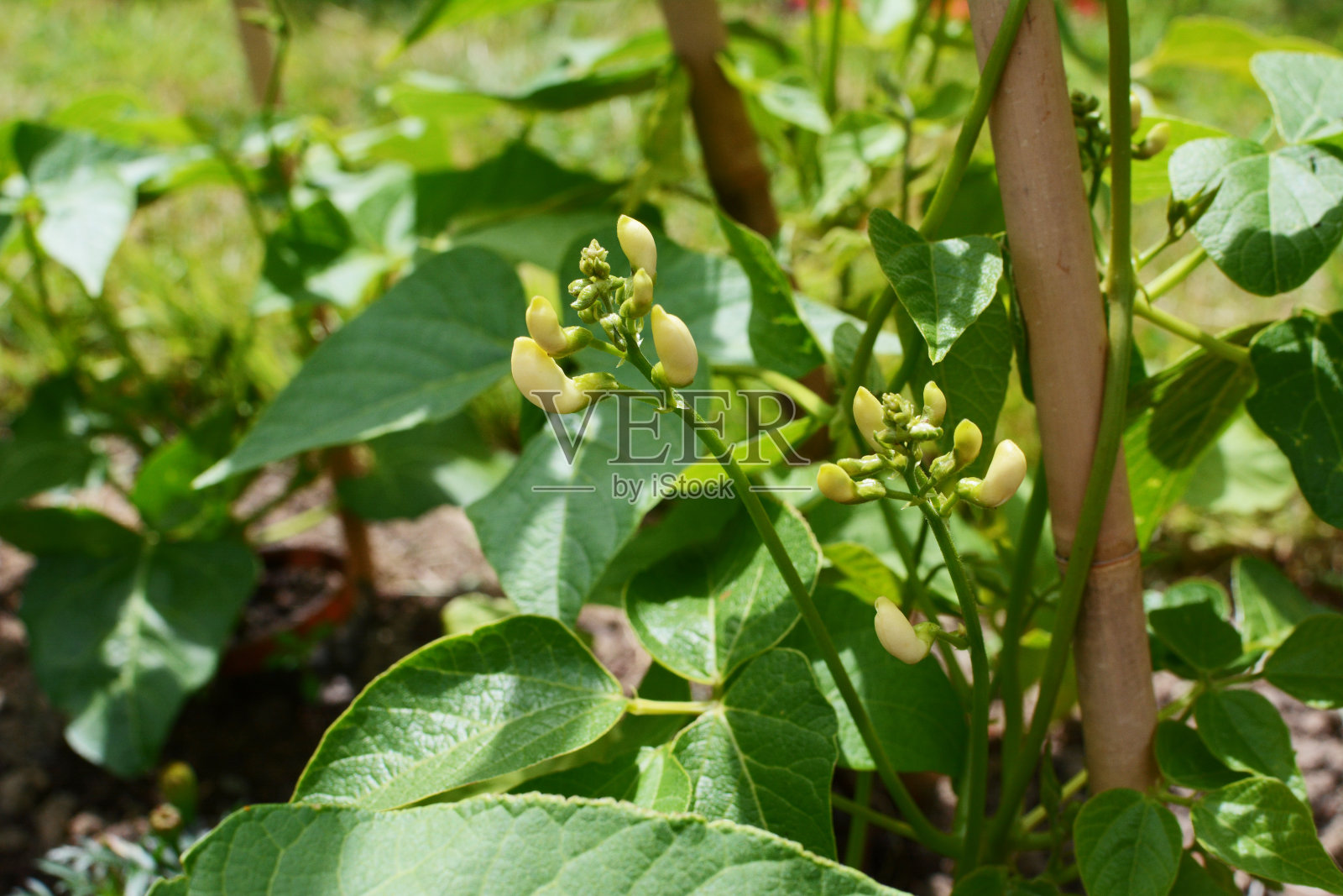 韦豆植物的白色花蕾照片摄影图片