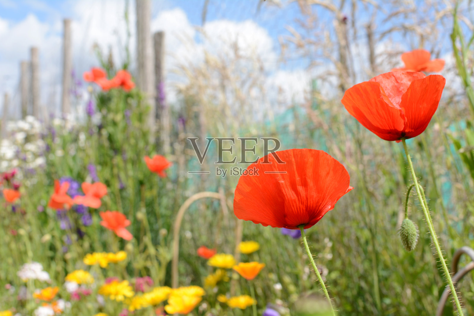 红色的玉米罂粟映衬着高大的草和五颜六色的花照片摄影图片