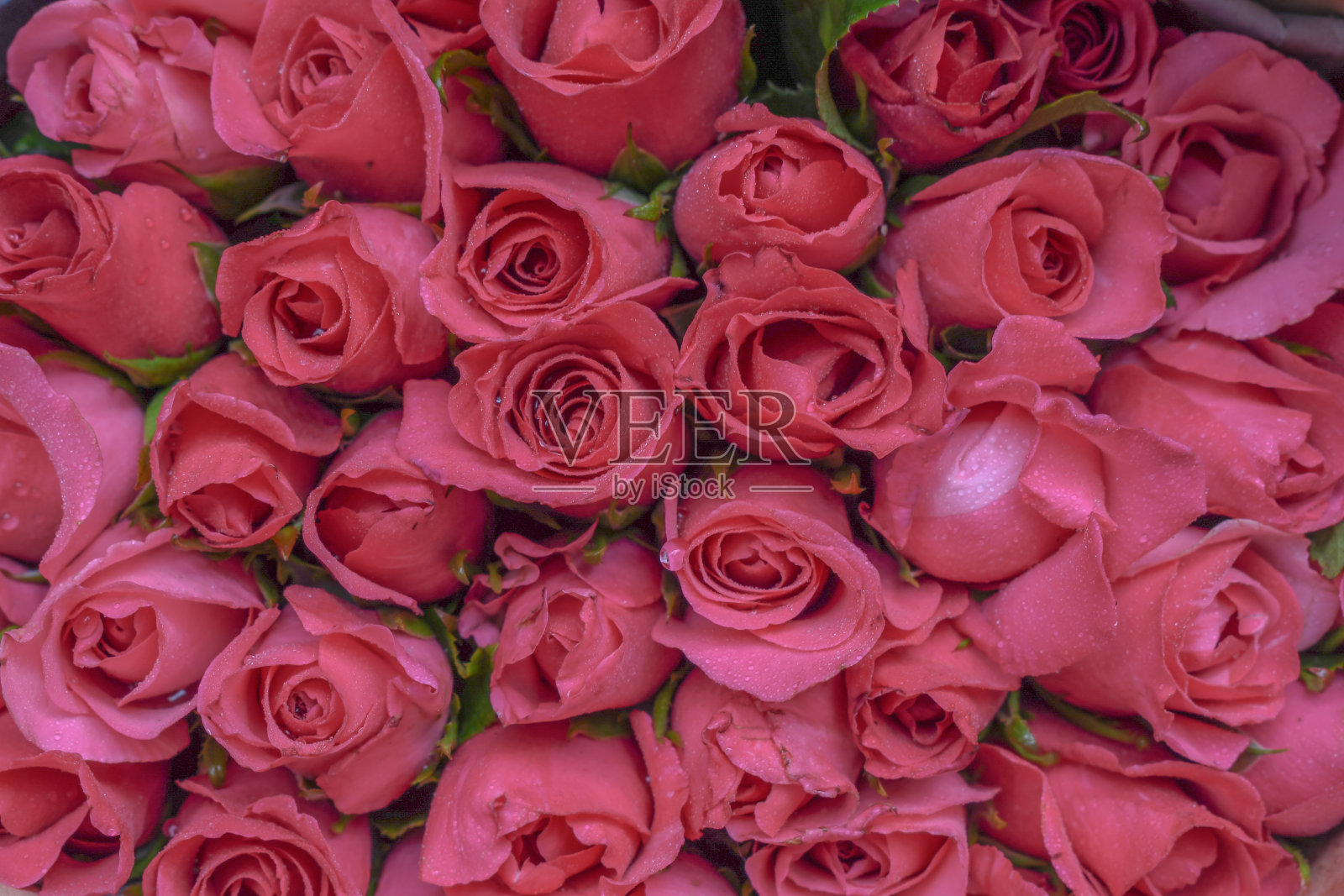 完整框架的玫瑰花束照片摄影图片