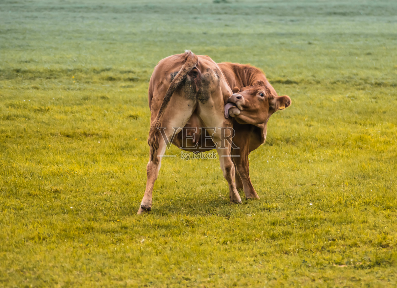 这张照片拍摄的是一头奶牛在绿色草地上向后看的背影照片摄影图片