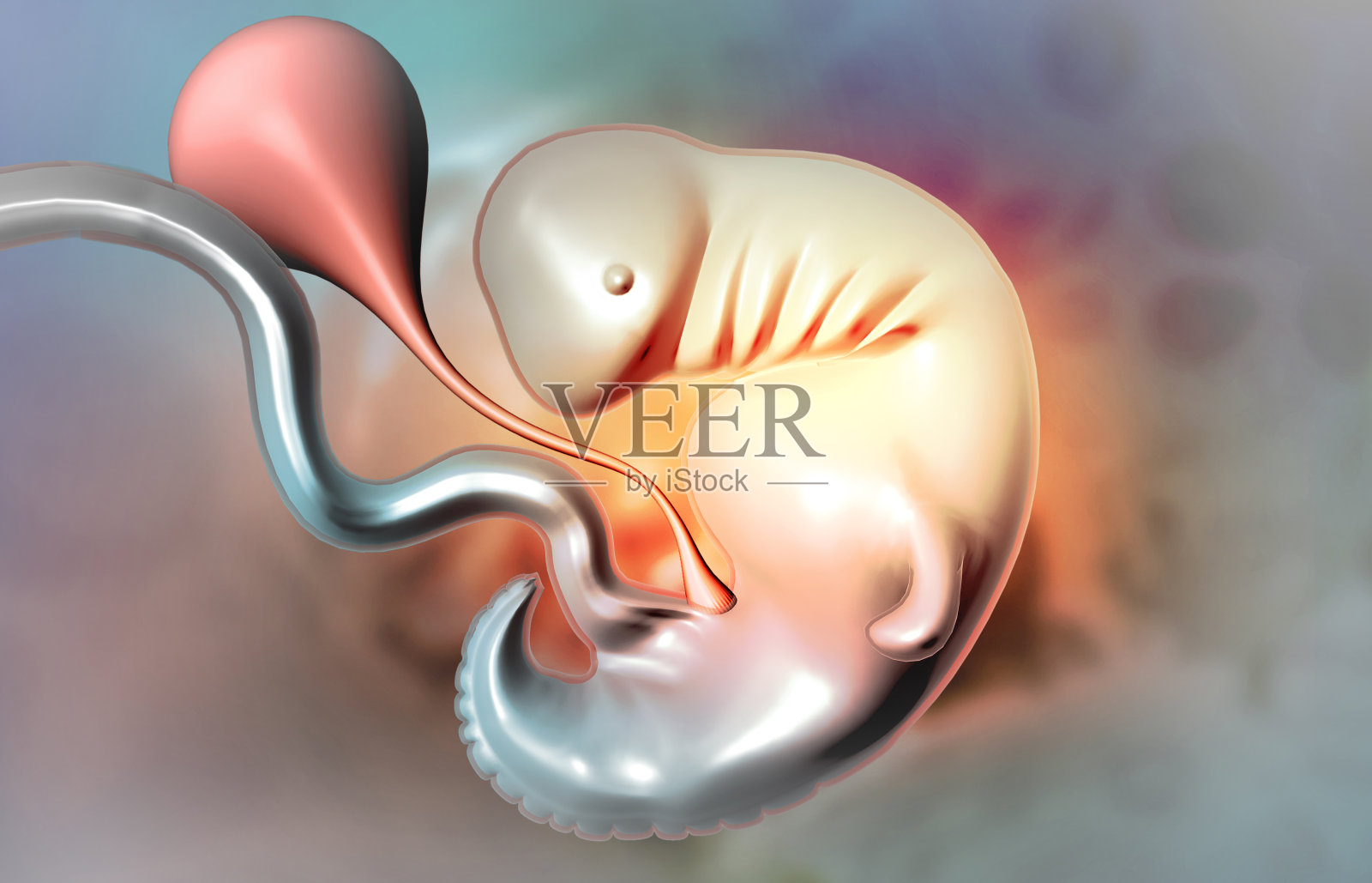 Fetus anatomy on medical background照片摄影图片