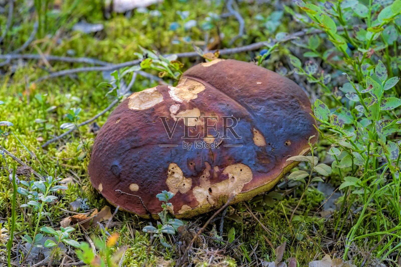 近景食用棕色帽牛肝菌生长在苔藓在针叶林。照片摄影图片