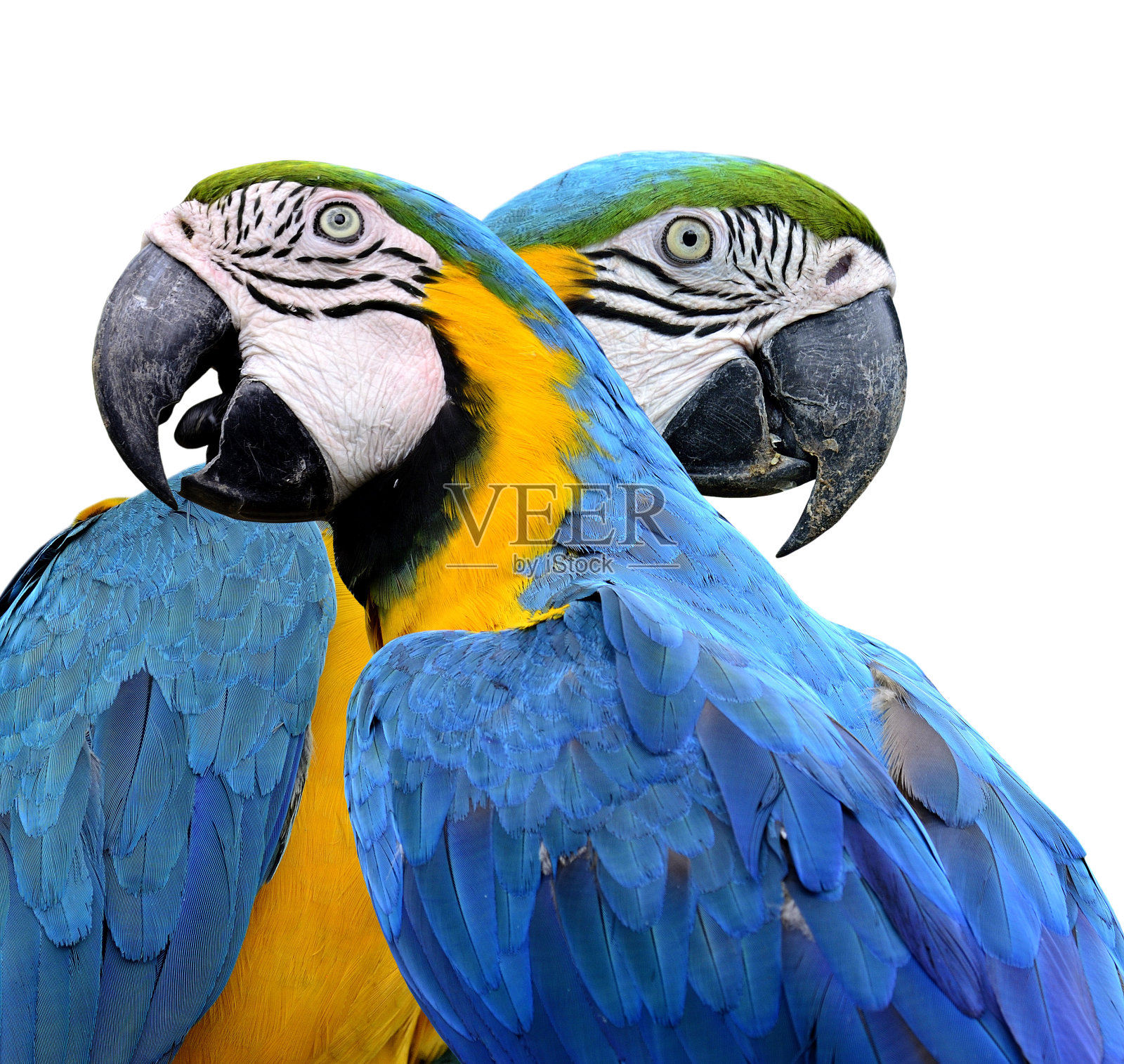 美丽可爱的蓝色和金色金刚鹦鹉鸟孤立在白色的背景照片摄影图片