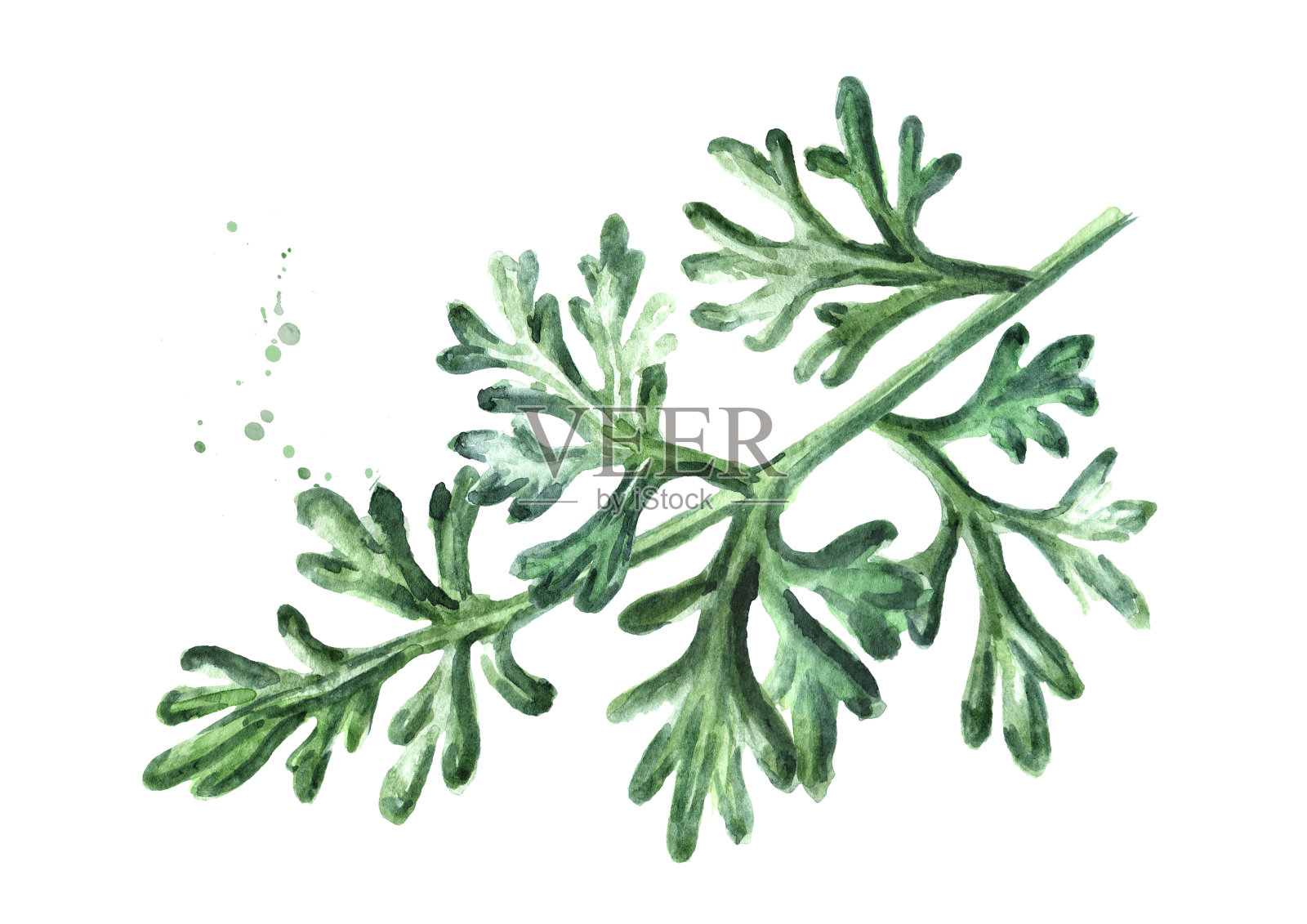 药用植物艾的嫩枝。手绘水彩插图孤立的白色背景设计元素图片