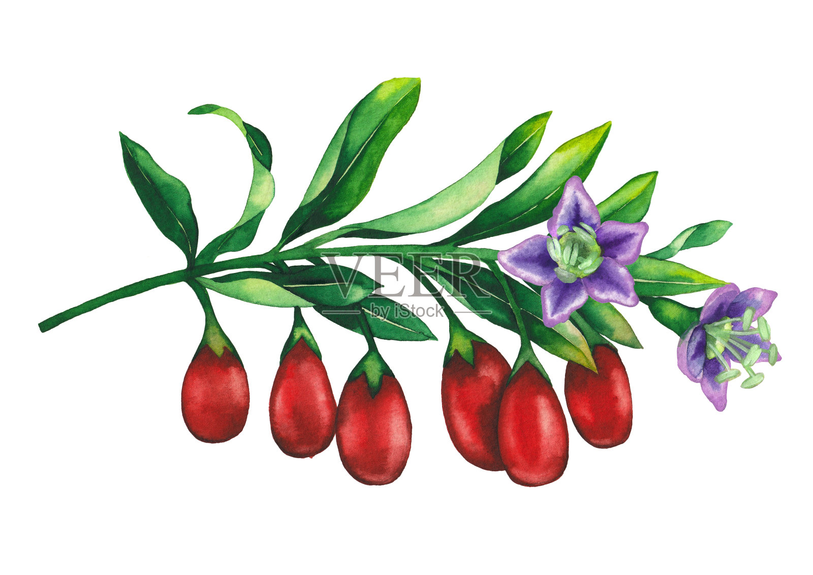 水彩枝与枸杞浆果，花和叶。插画图片素材