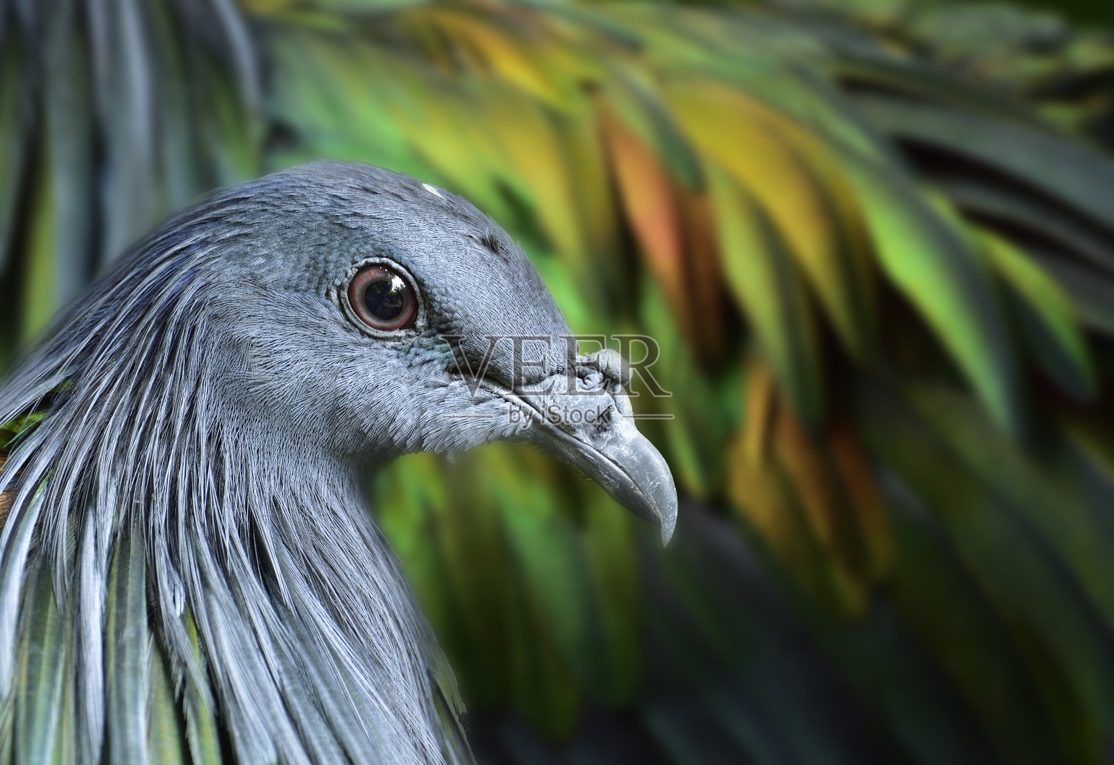 尼科巴鸽子的头，灰色的脸和金属绿色羽毛的鸟照片摄影图片