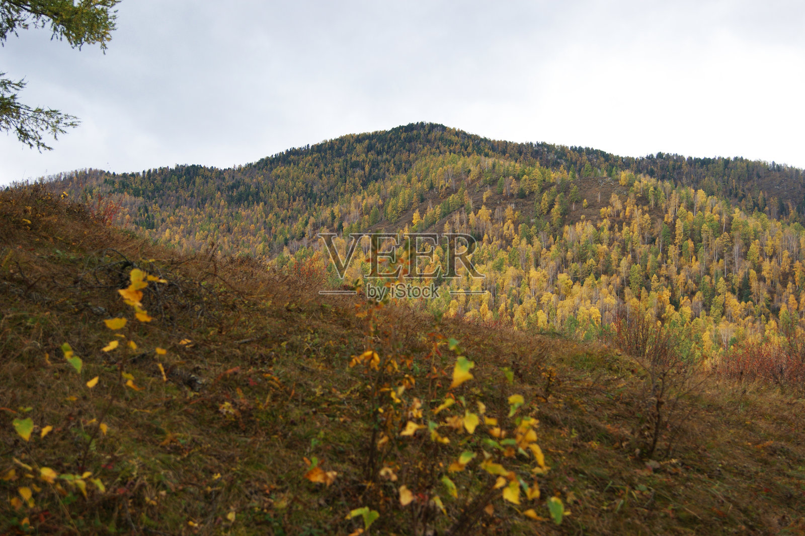 山与林，十月山水。木头和山照片摄影图片