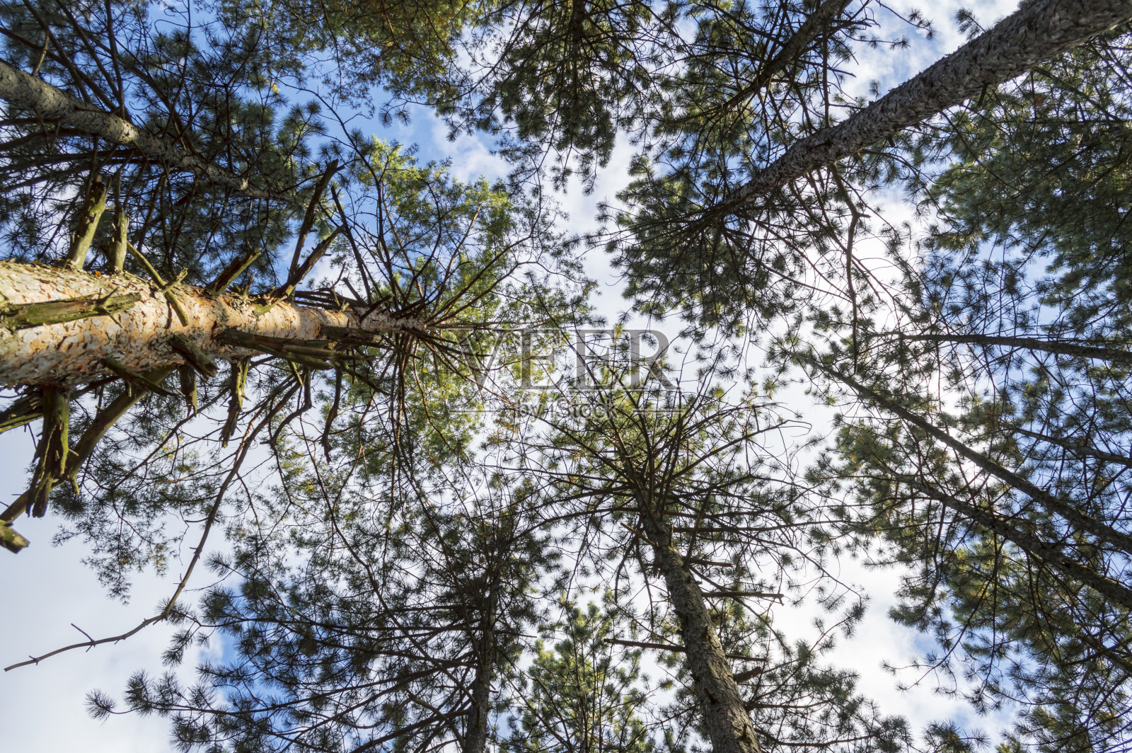 秋季常绿森林的高大松树的底部视图照片摄影图片