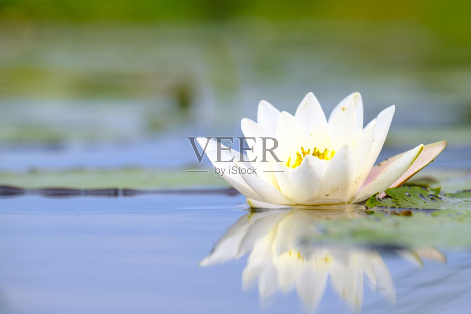 在Weerribben-Wieden自然保护区，水仙花在一条运河里照片摄影图片