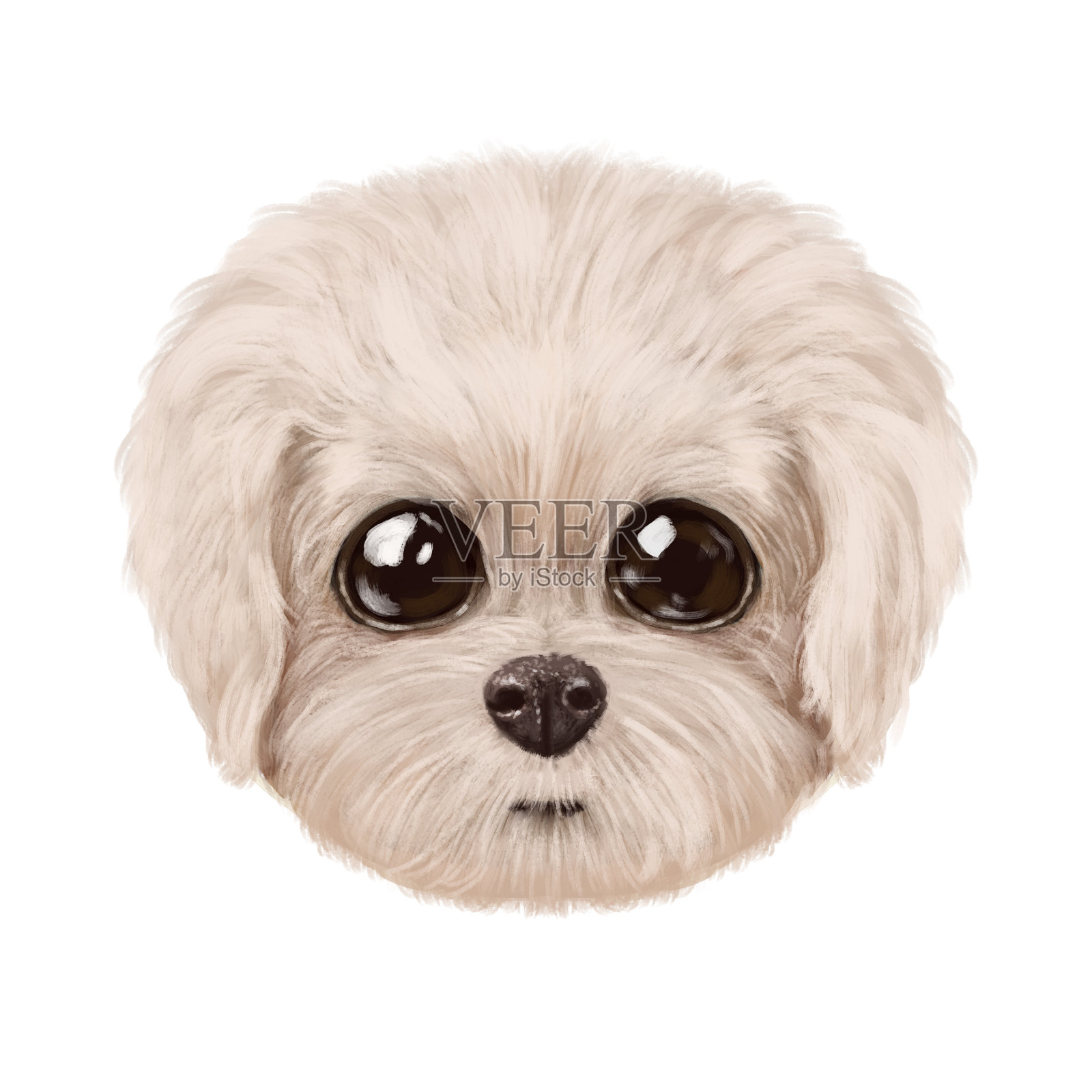 插图的一个小可爱的轻外套小狗直视。白色背景上的肖像，一只狗的头。可爱的图设计元素图片