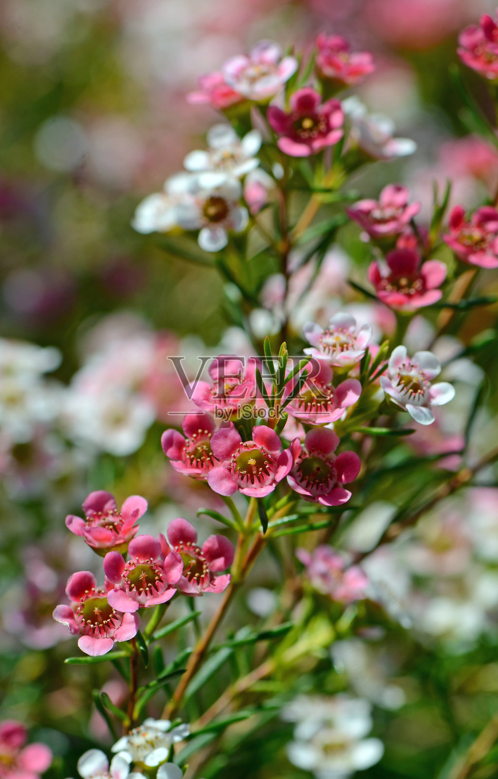 红色，粉红色和白色的花，澳大利亚蜡花变种我的甜十六，桃金娘科。照片摄影图片