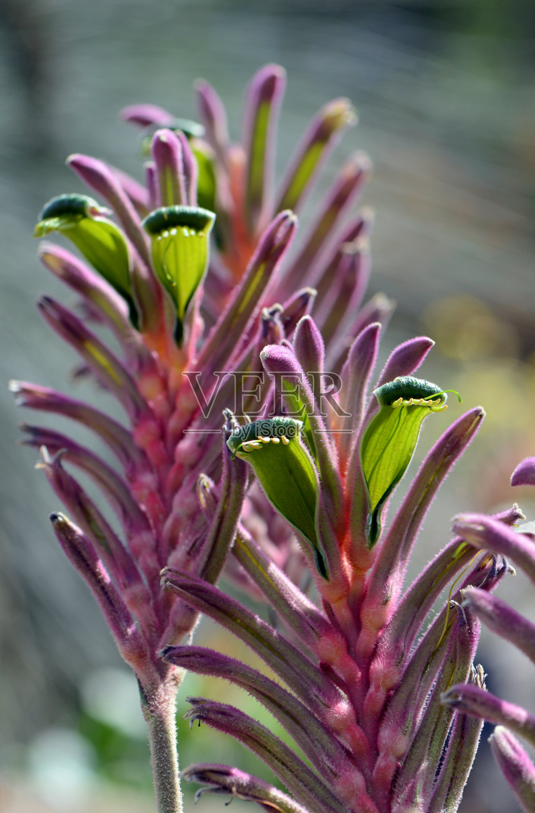 五颜六色的紫色，绿色，粉色澳大利亚本土袋鼠爪花，国王公园皇家品种照片摄影图片