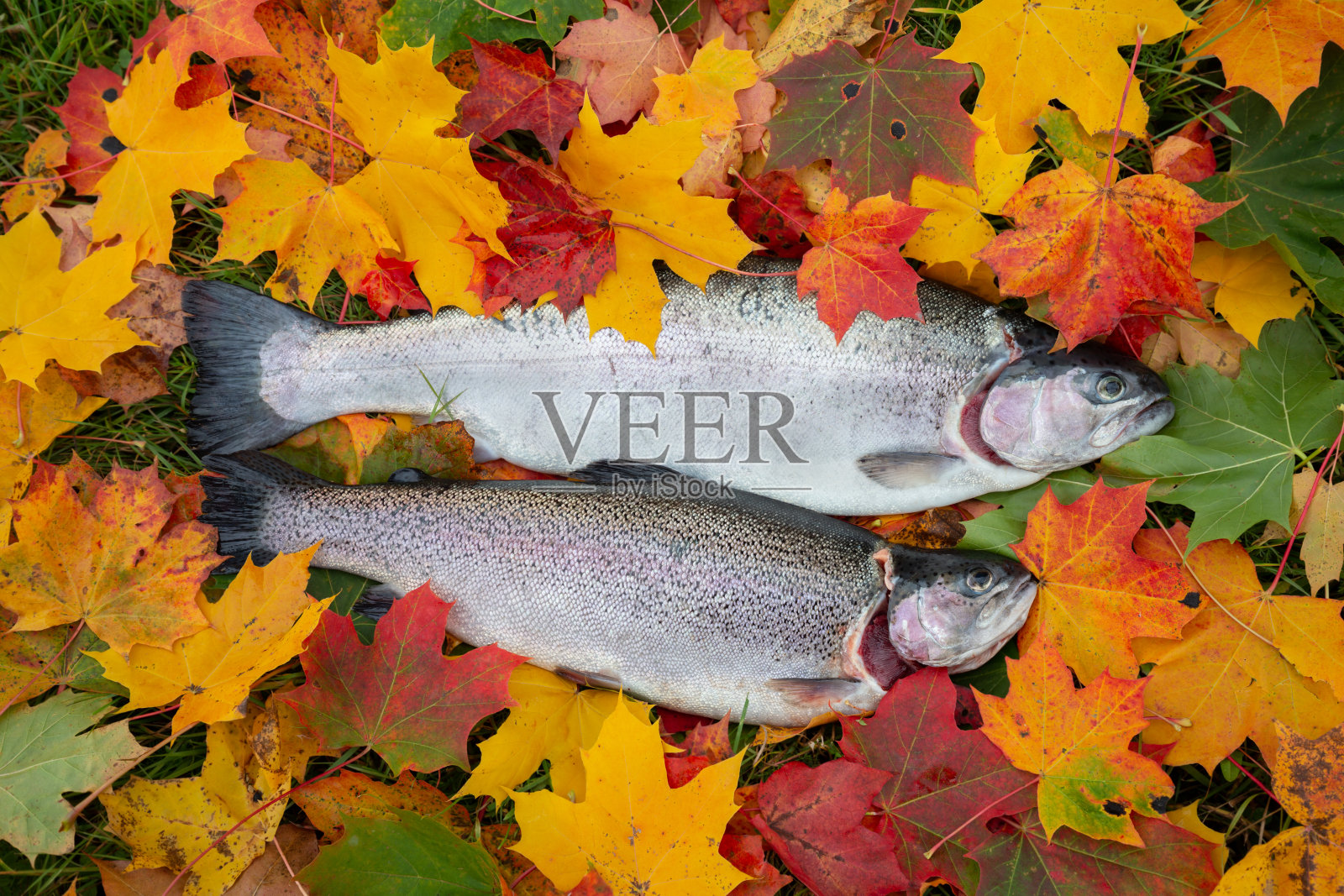 秋日的枫叶中，鲜嫩的虹鳟鱼照片摄影图片