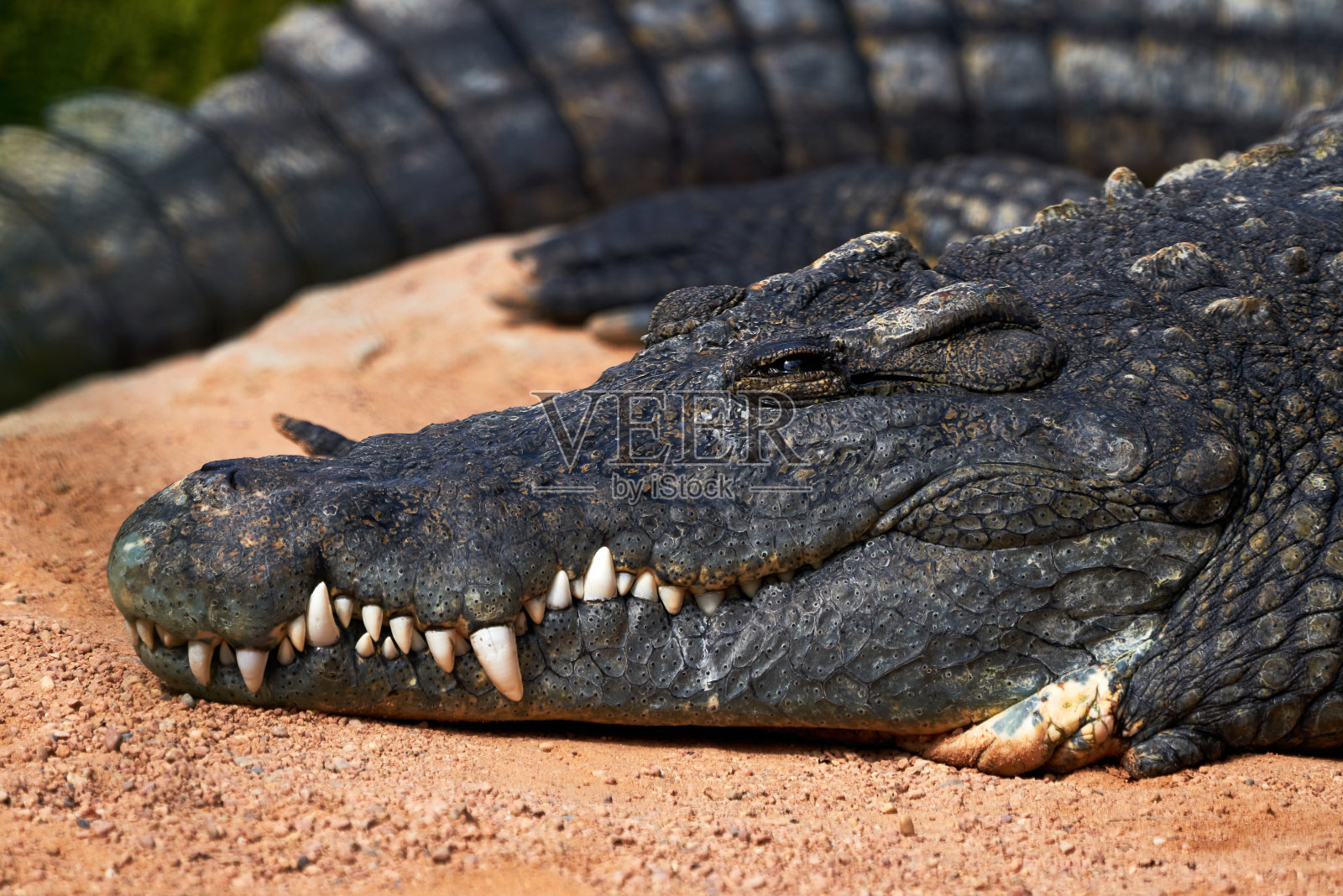 在西班牙巴伦西亚的一个动物园里，一只美丽的尼罗河鳄鱼标本躺在地上放松着照片摄影图片