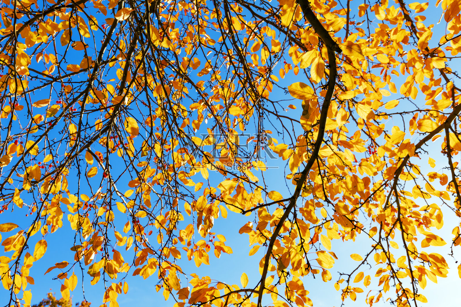 五彩缤纷的秋叶照片摄影图片