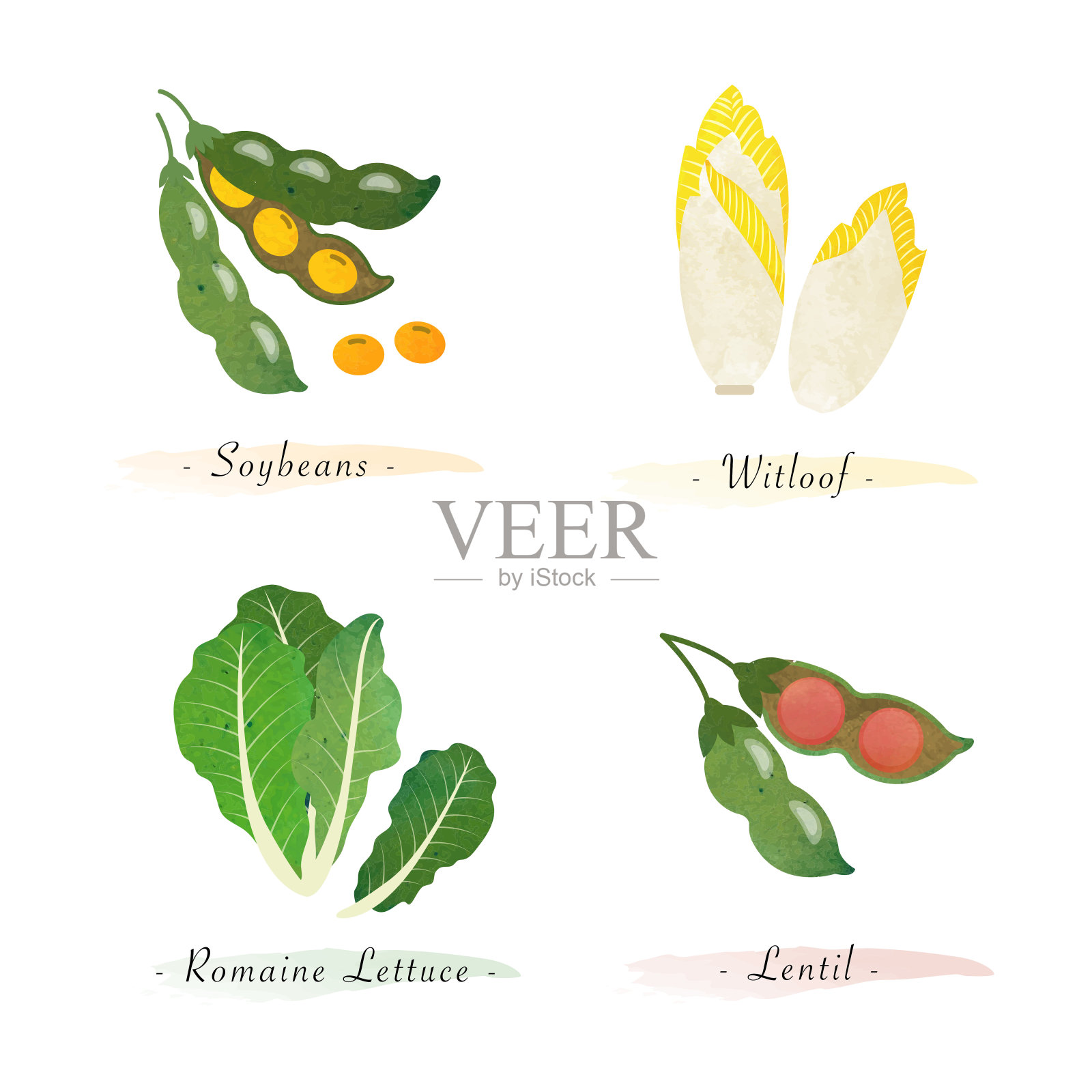 水彩健康自然有机植物蔬菜食品配料大豆、莴苣、小扁豆插画图片素材
