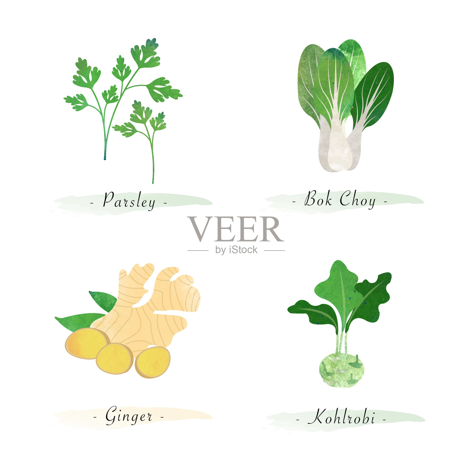 水彩健康自然有机植物蔬菜食品配料香菜白菜姜大头菜插画图片素材