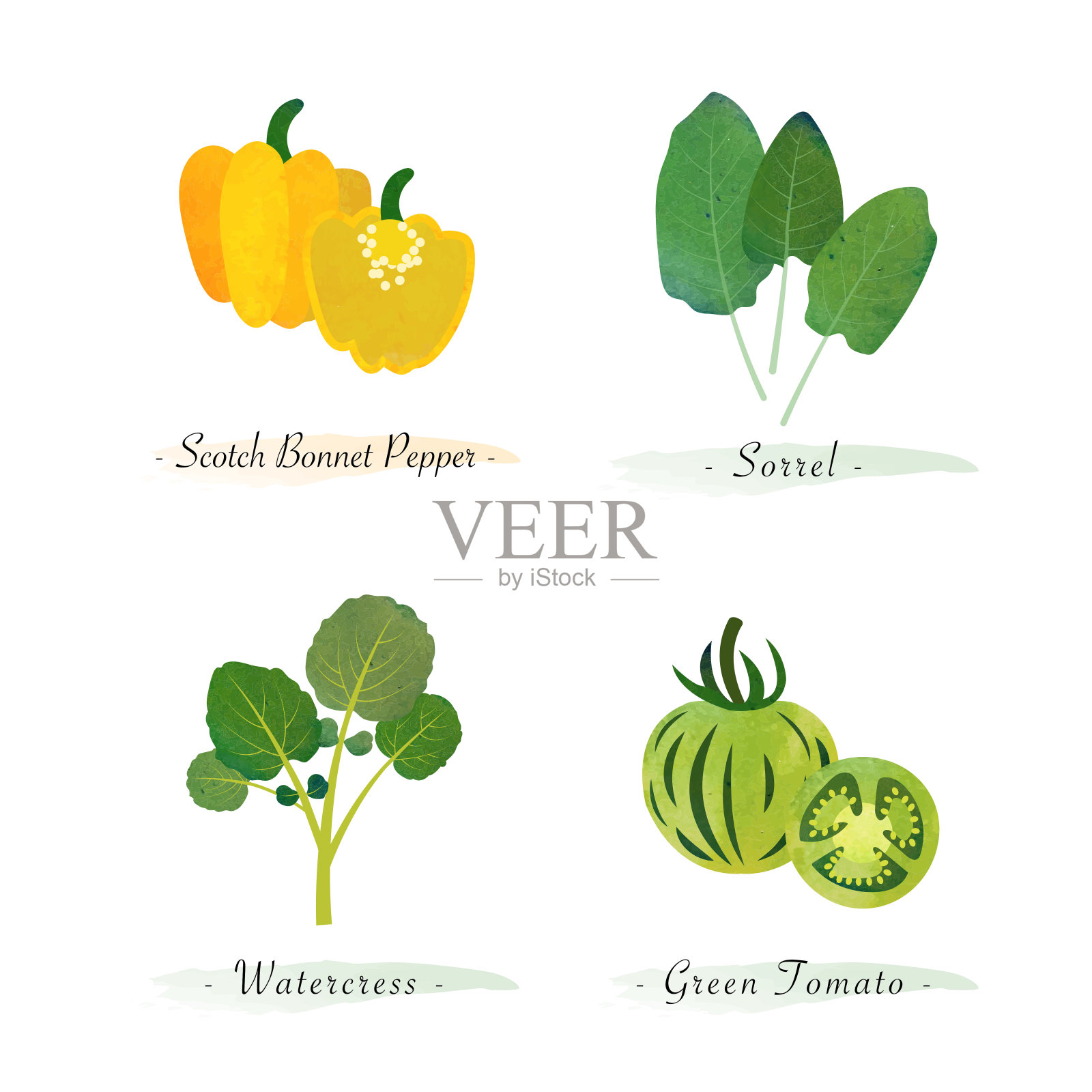 水彩健康自然有机植物蔬菜食品配料苏格兰帽辣椒酸模西洋菜绿色番茄插画图片素材