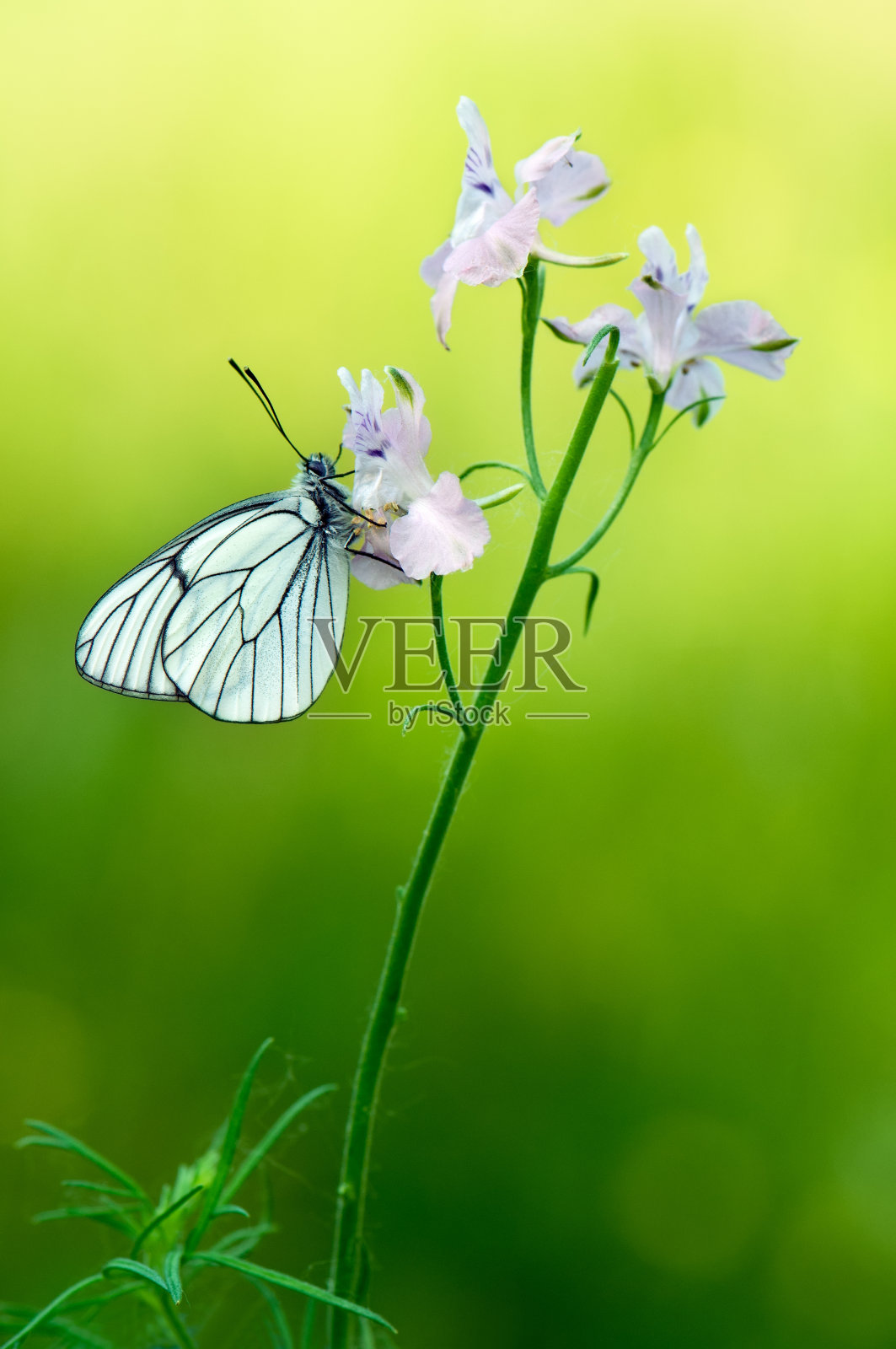 山楂蝴蝶在清晨的野花上等待着第一缕阳光照片摄影图片