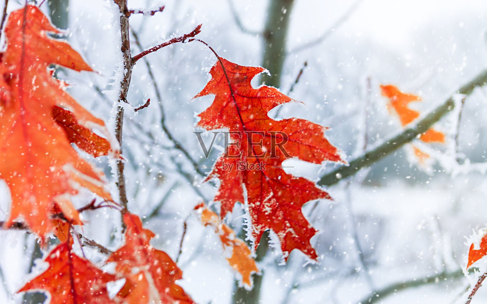 一场霜冻中的秋叶。秋天的霜冻。秋日霜冻的树叶背景。景深浅照片摄影图片