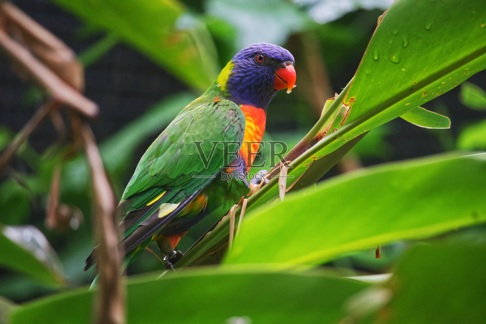 澳大利亚野生鸟类彩虹鹦鹉照片摄影图片
