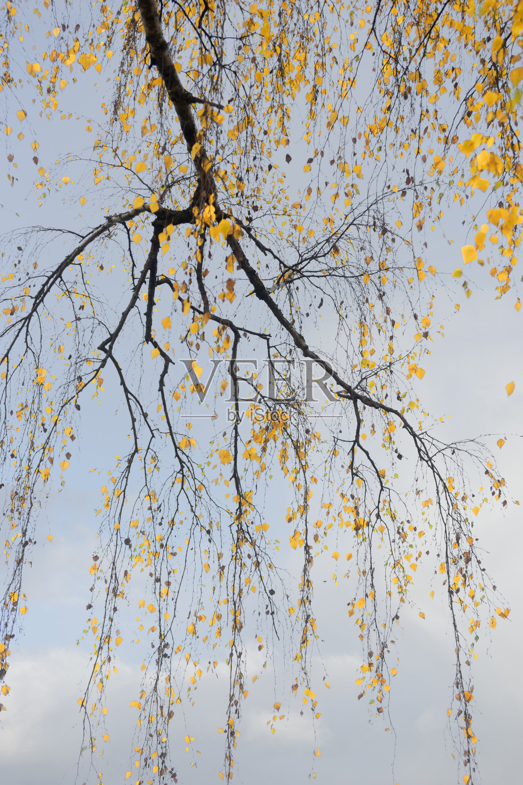 秋天里黄叶的桦树的树枝照片摄影图片