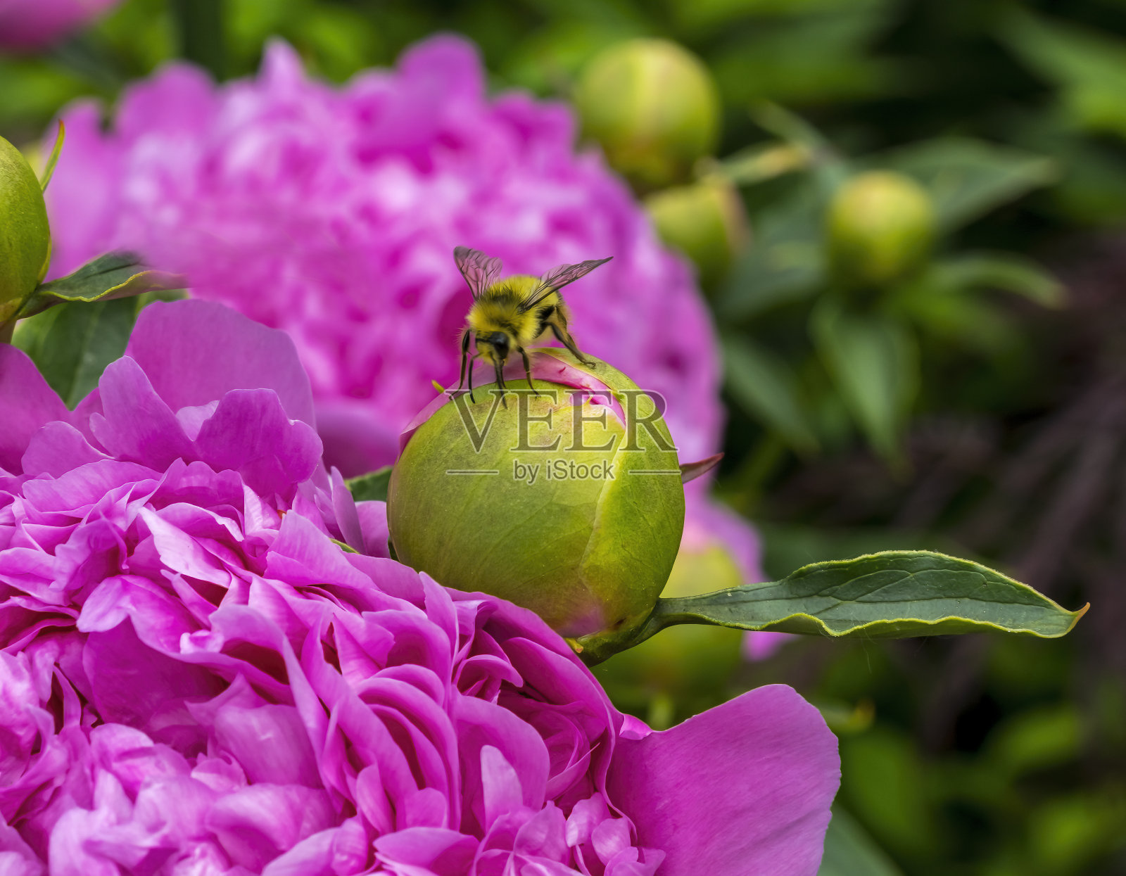 黄蜂粉红牡丹花蕾照片摄影图片