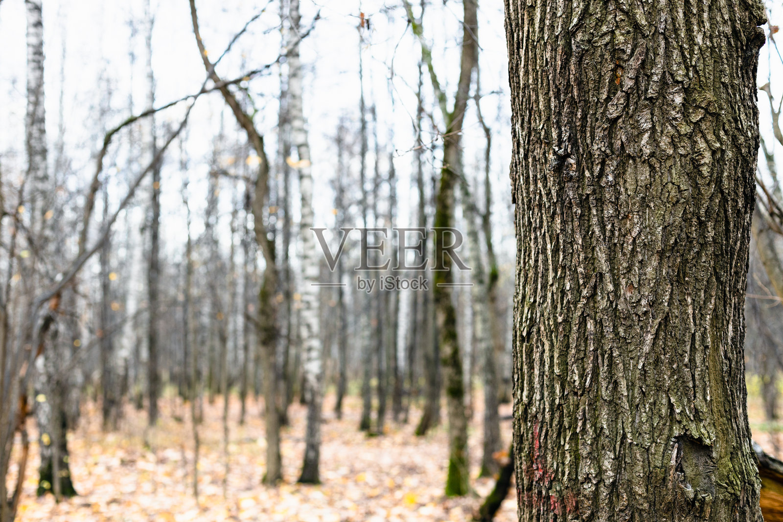 多节的橡树树干靠近，光秃秃的树木照片摄影图片