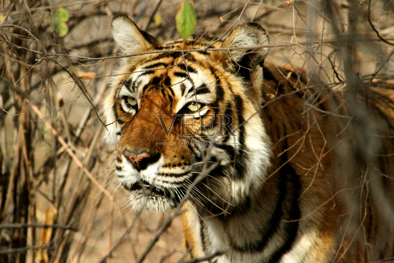 传奇的母老虎Machli特写，ranthambotiger Reserve，拉贾斯坦邦，印度照片摄影图片