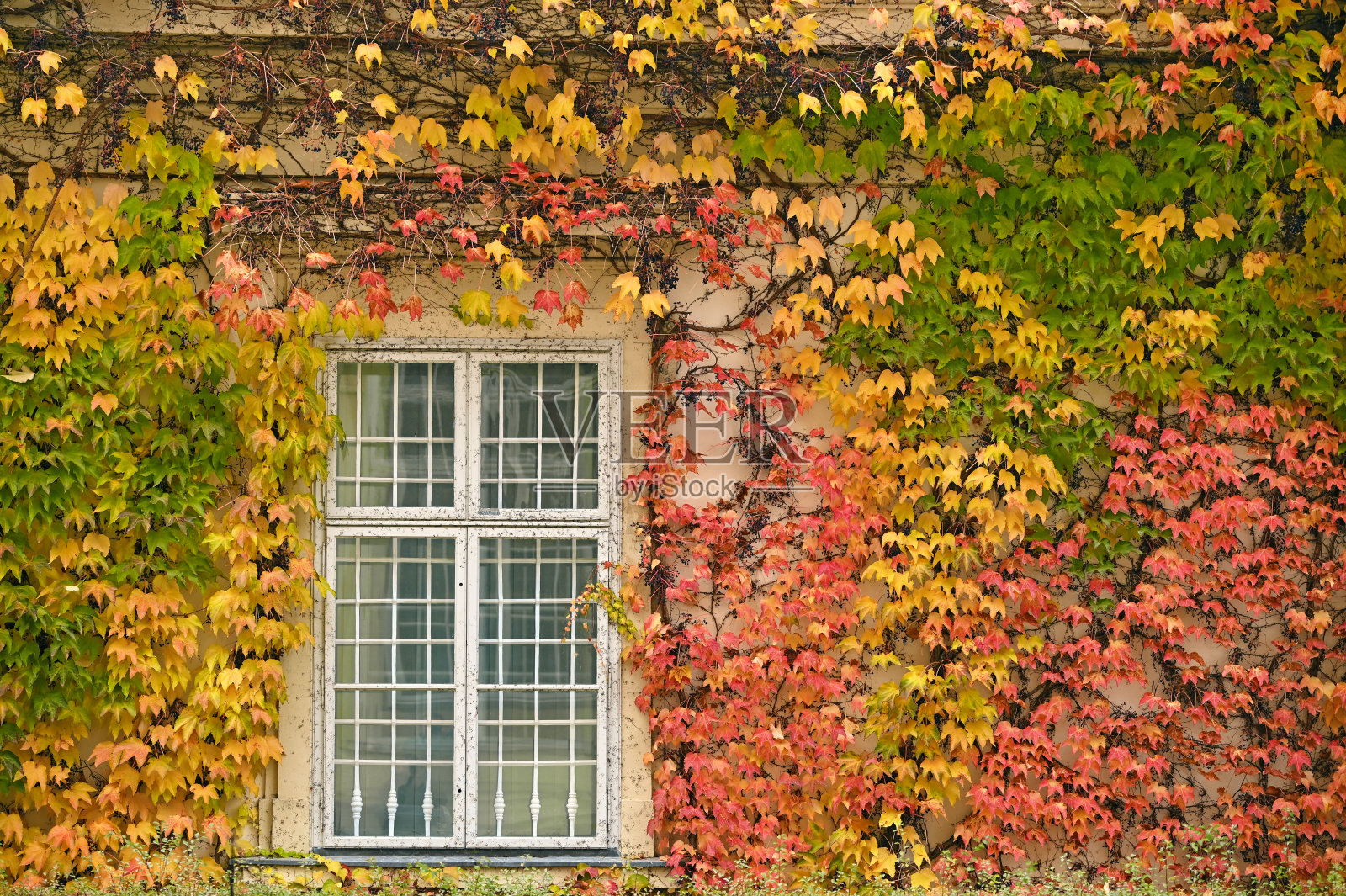 墙与乡村的窗户和色彩斑斓的爬山虎叶秋季照片摄影图片