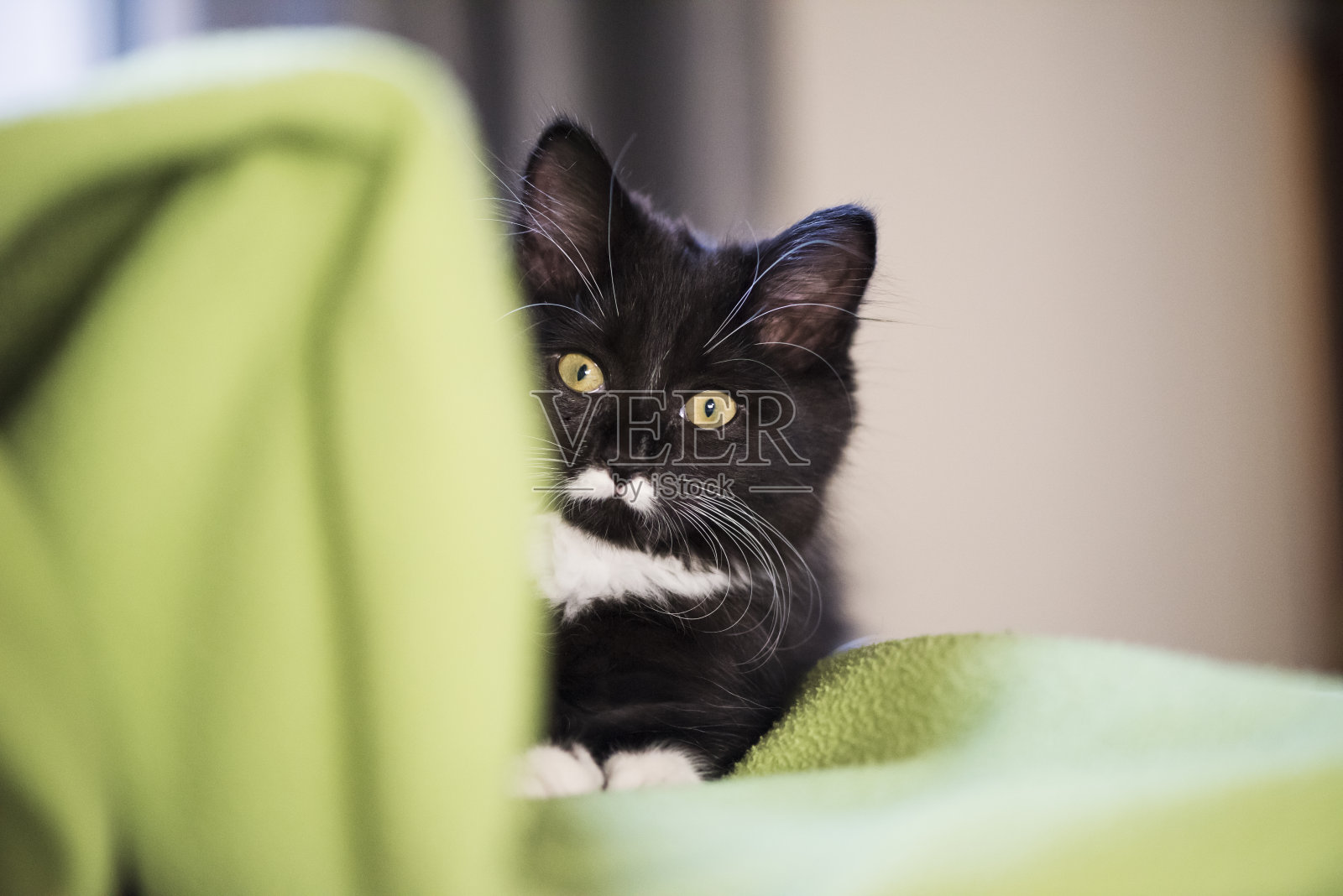 可爱的3个月小猫躲在绿色毯子后面。照片摄影图片