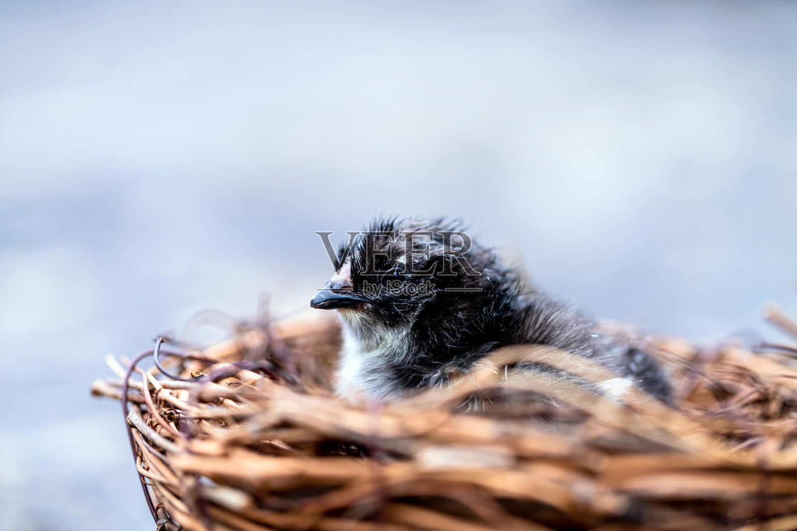 鸟巢里一只新生的黑色雏鸟照片摄影图片
