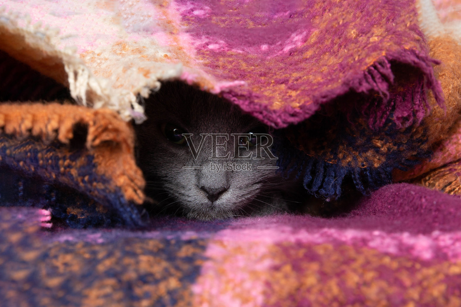 毯子下面的灰色小猫照片摄影图片