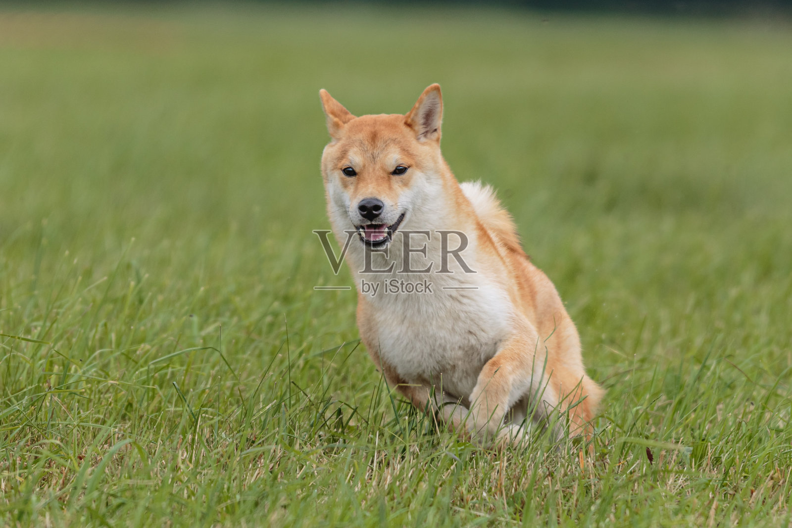 狗在田野上奔跑，进行追逐诱惑的比赛照片摄影图片