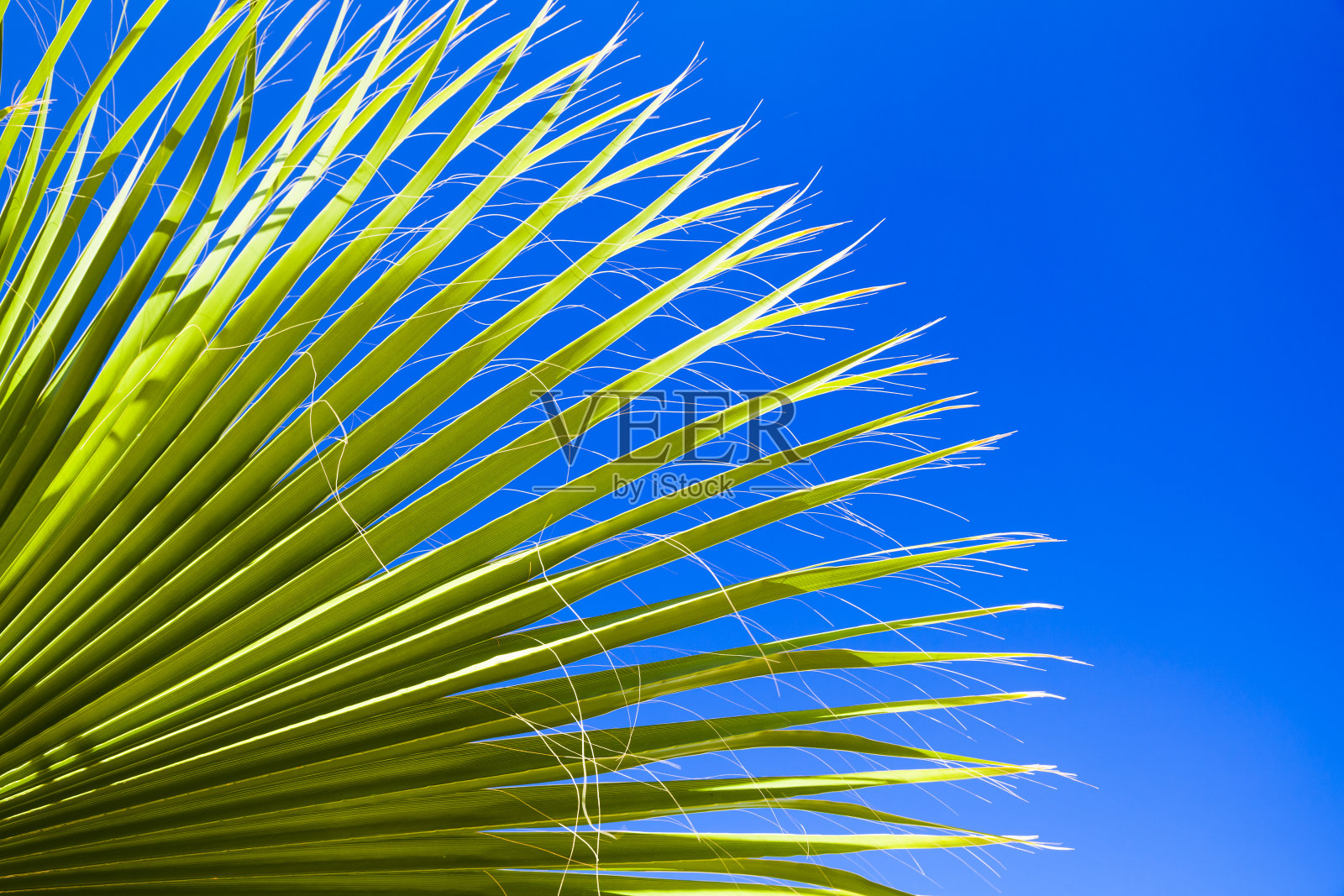 在晴朗的日子里，蓝天下是绿色的棕榈树叶照片摄影图片