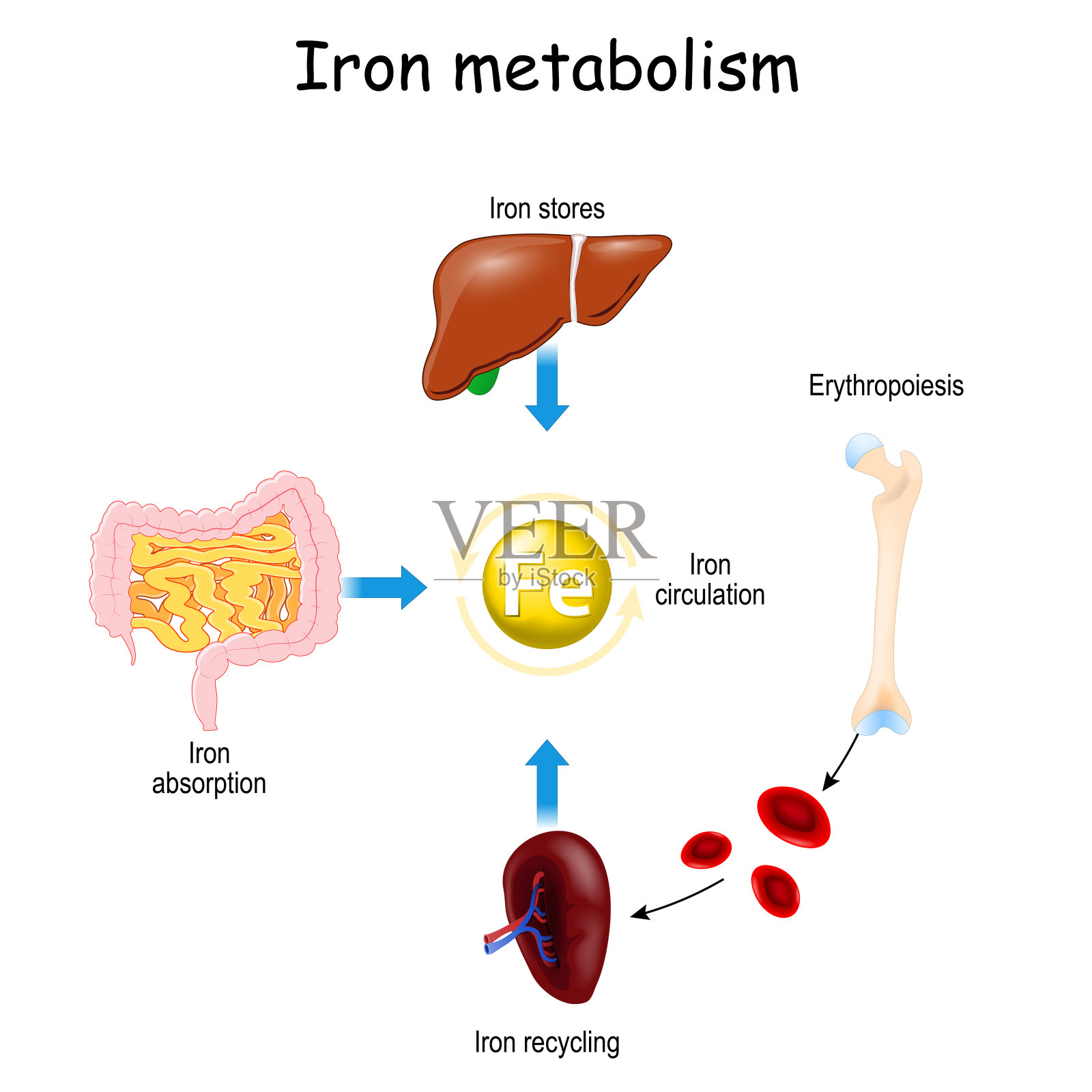 铁代谢。来自肝、肠、脾。插画图片素材