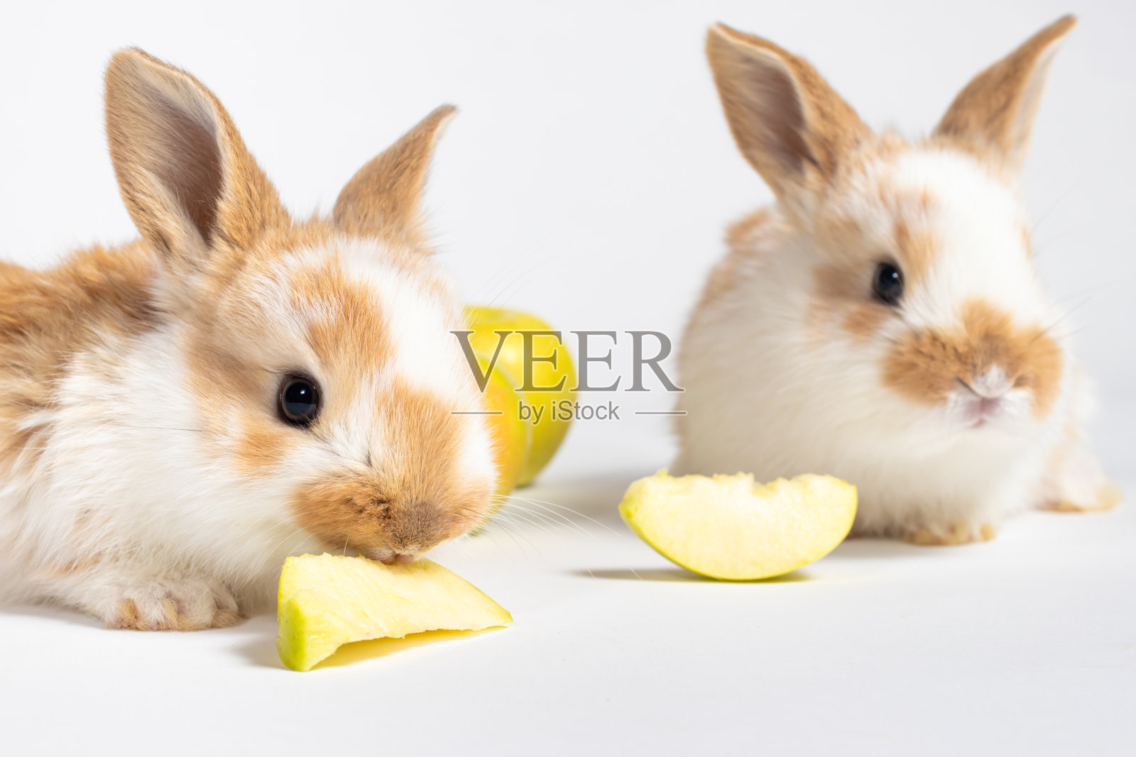 两只红色毛茸茸的小兔子在白色的背景上吃黄色的苹果。宠物兔粮，附图及宠物店及兽医诊所照片摄影图片