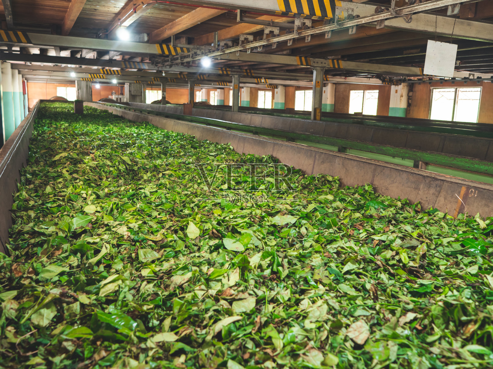 在老茶厂干燥和发酵的茶叶的色调图像照片摄影图片