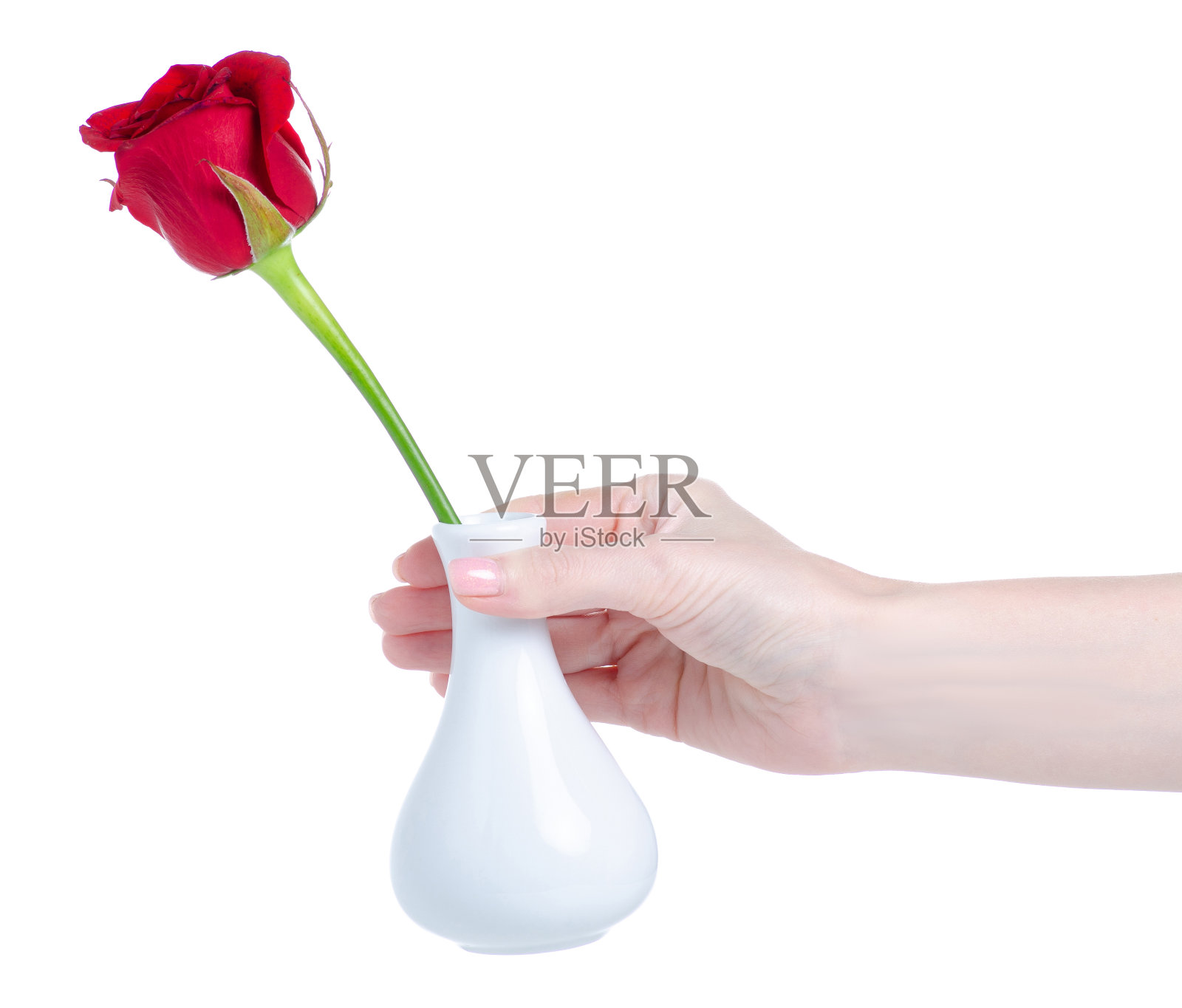 白色花瓶，手里拿着一朵红玫瑰照片摄影图片
