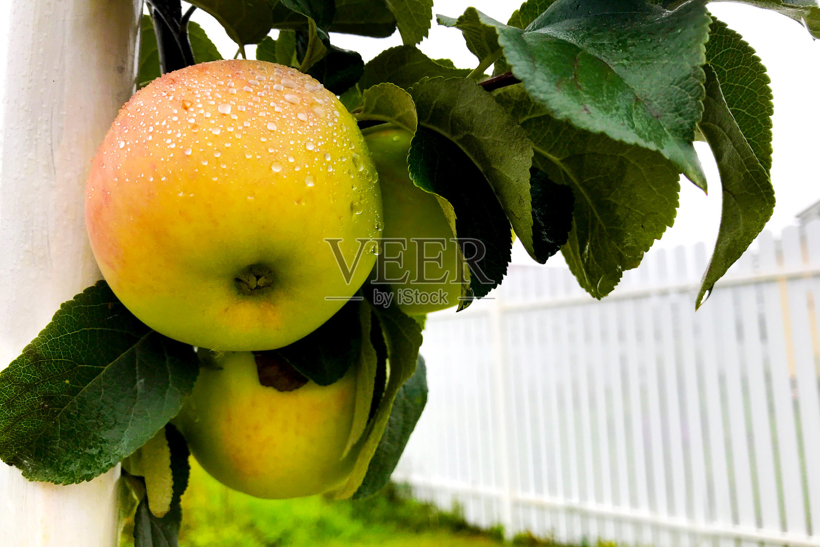 绿色树叶间的树枝上挂着露珠，上面是成熟的苹果。雨后花园里的苹果树照片摄影图片